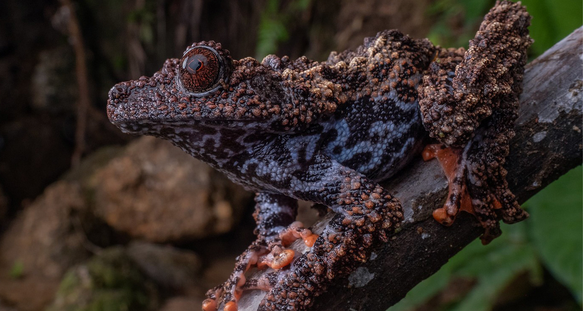 Malayan bug-eyed frog (Theloderma leprosum).