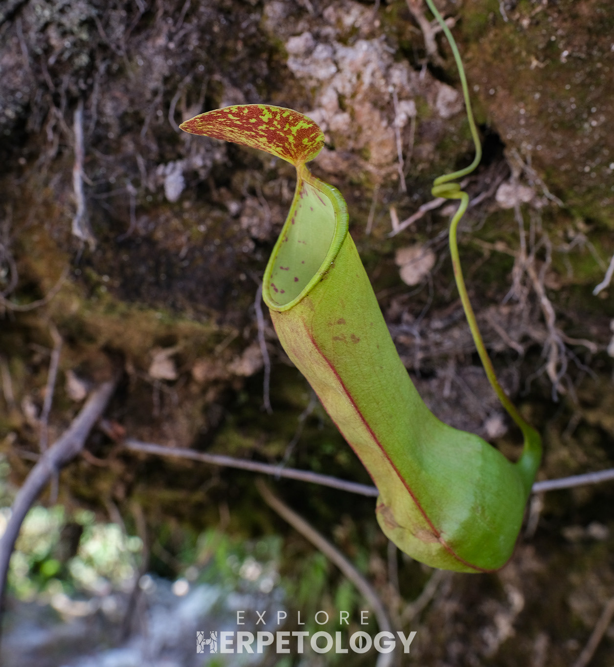 Carnivorous Pitcher plant (Nepenthes sp.)