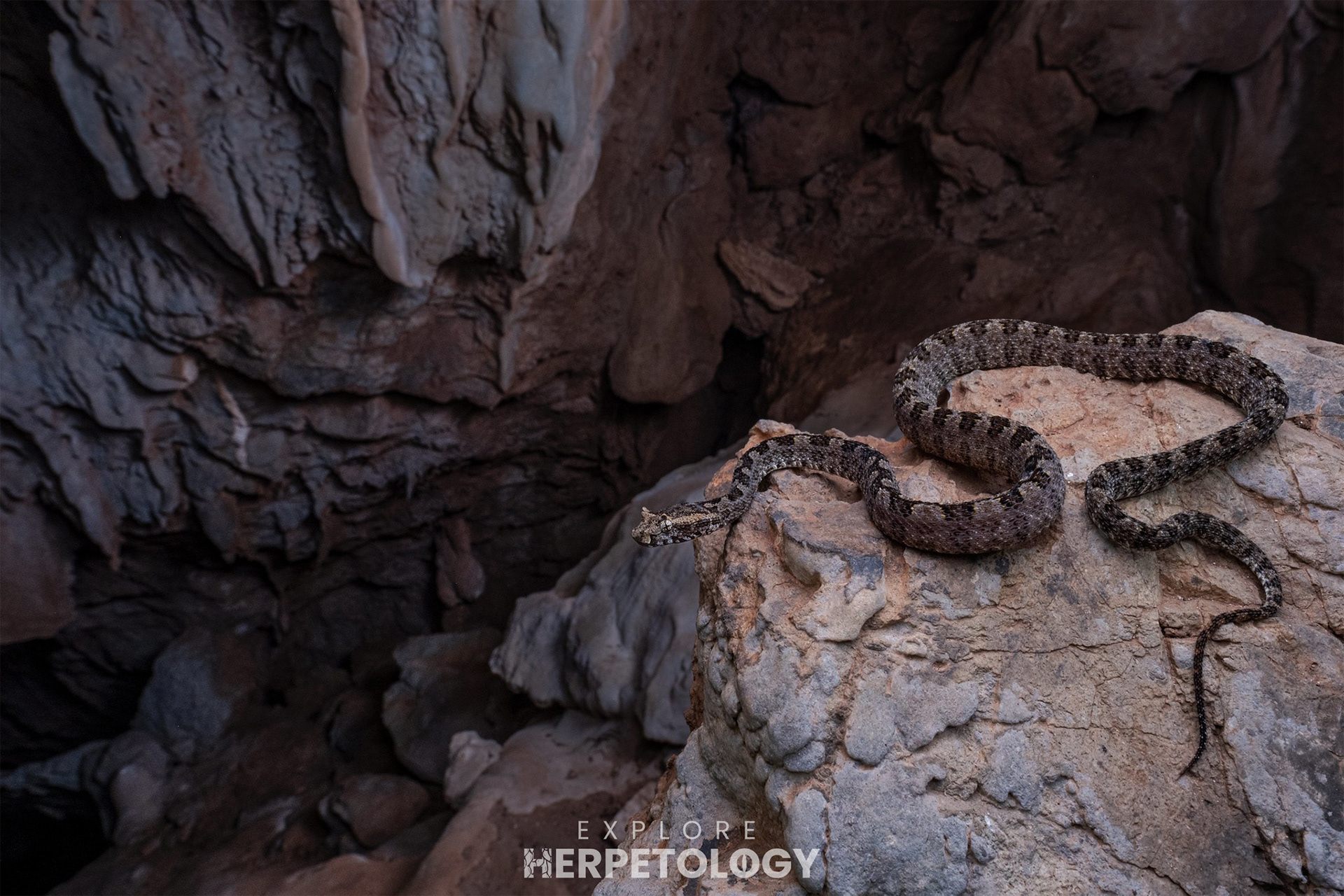 Three horn-scaled lancehead (Protobothrops sieversorum)