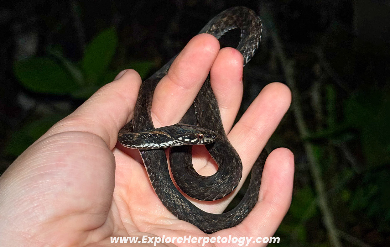 Gunung Inas keelback (Hebius inas).