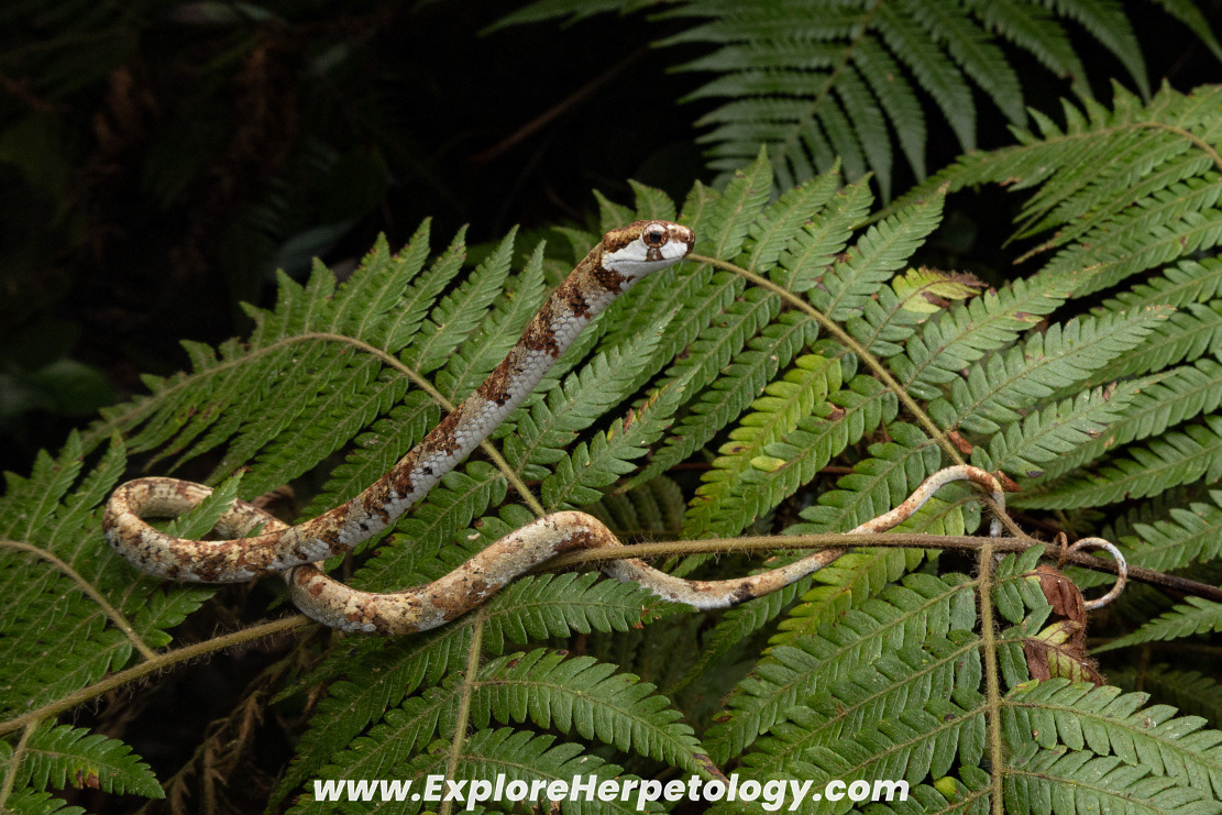 Blunt-headed slug snake (Aplopeltura boa).