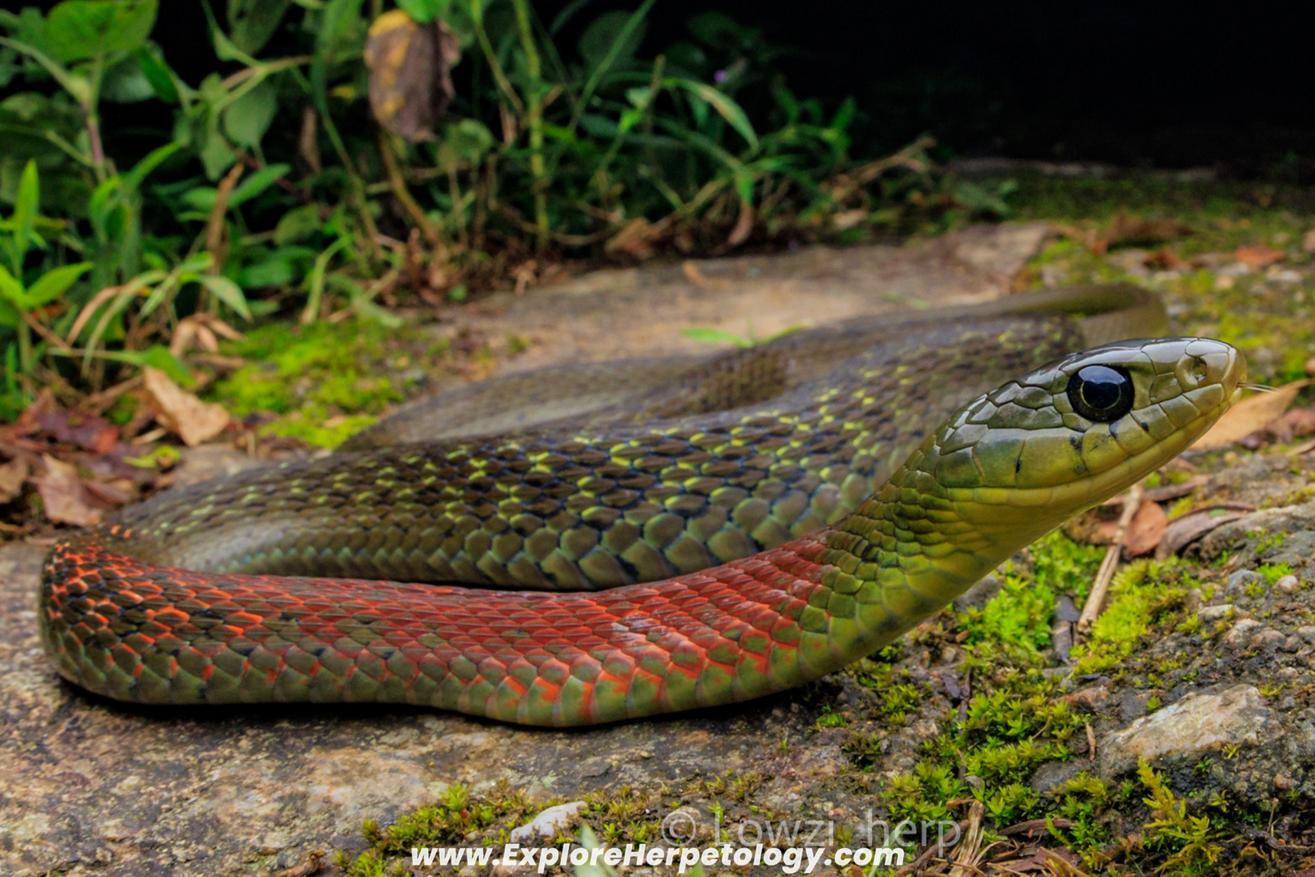 Heller's red-necked keelback (Rhabdophis helleri).