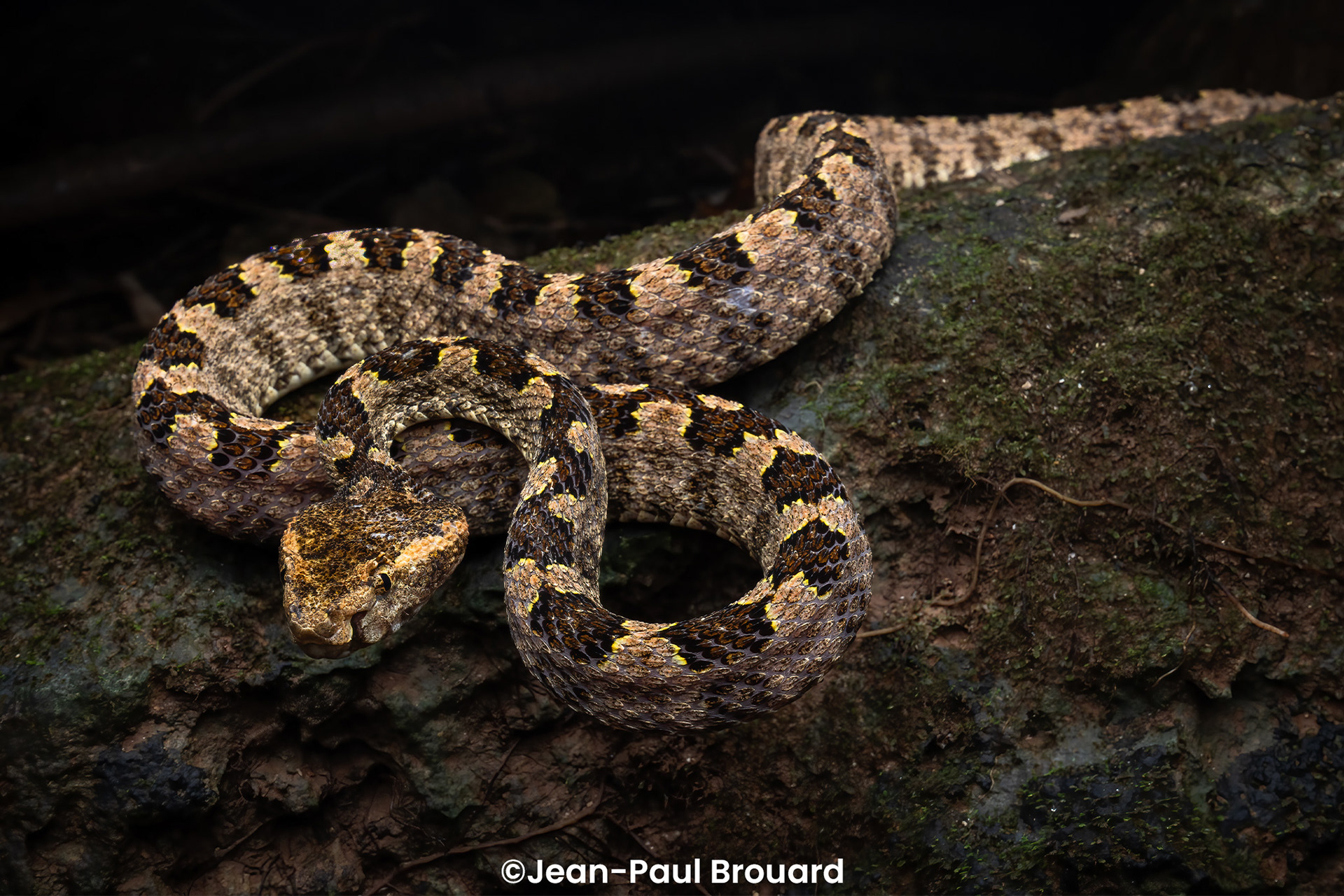 Protobothrops sieversorum.