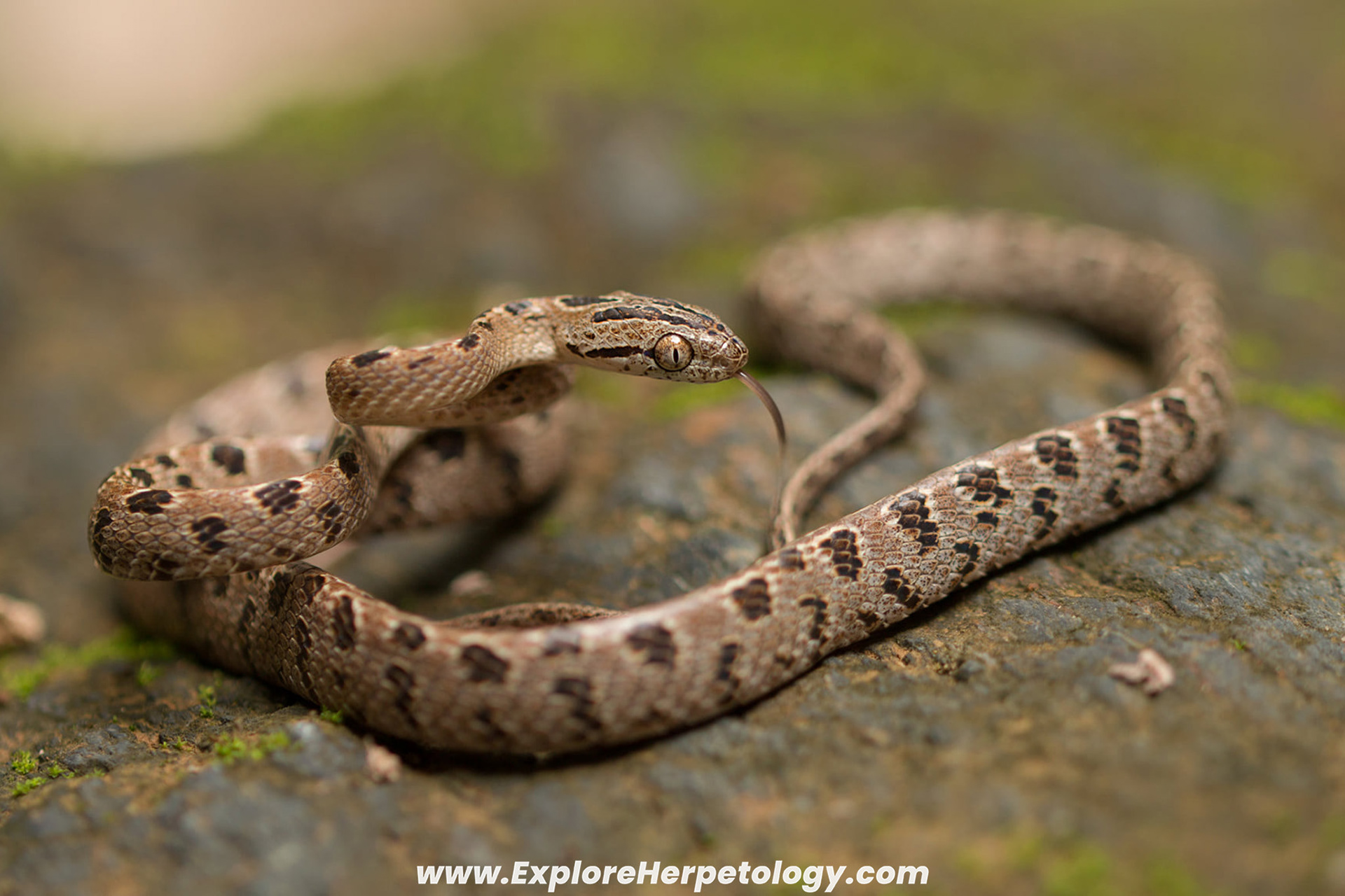 Many-spotted cat snake (Boiga multomaculata).