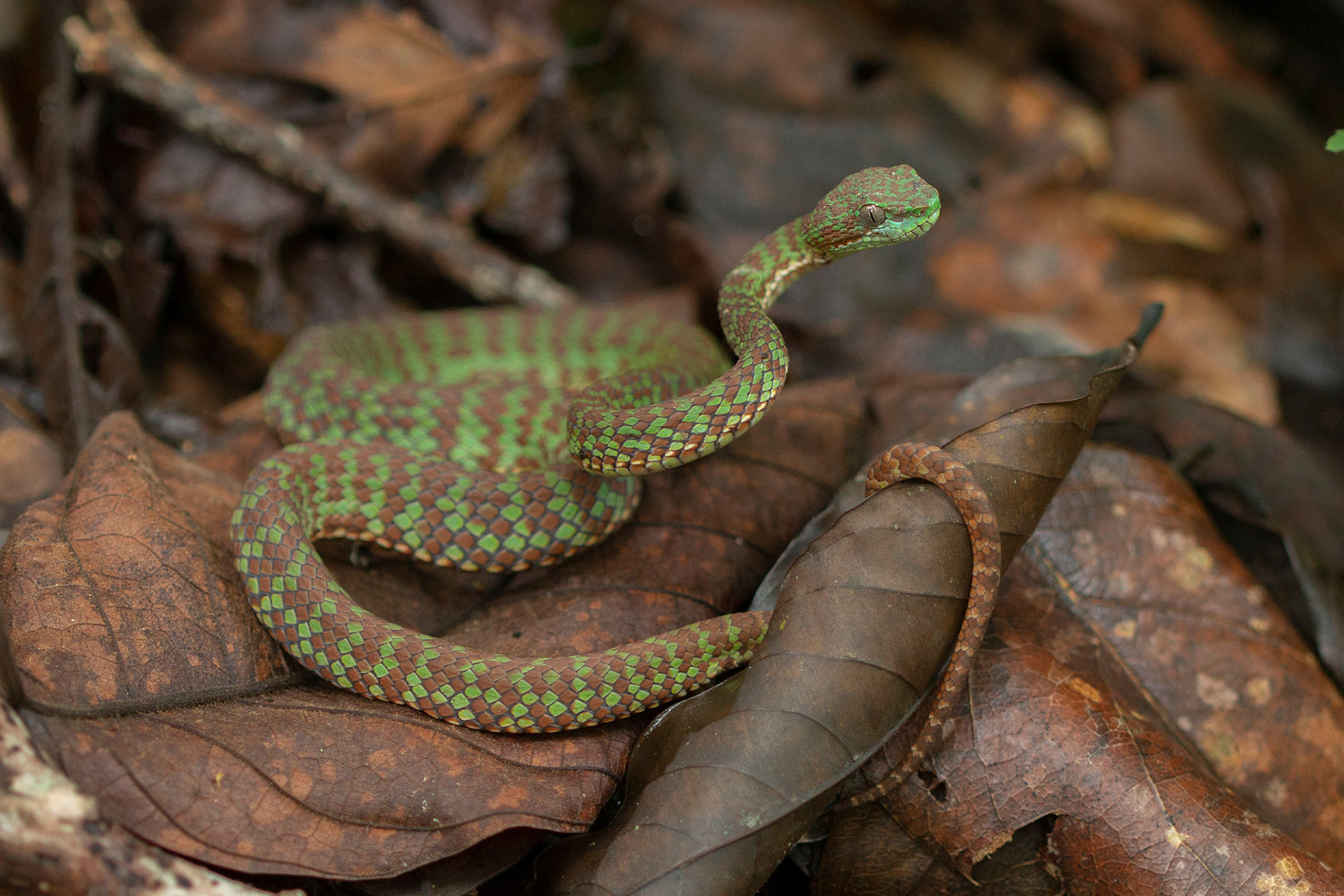Beautiful pit viper (Trimeresurus venustus)