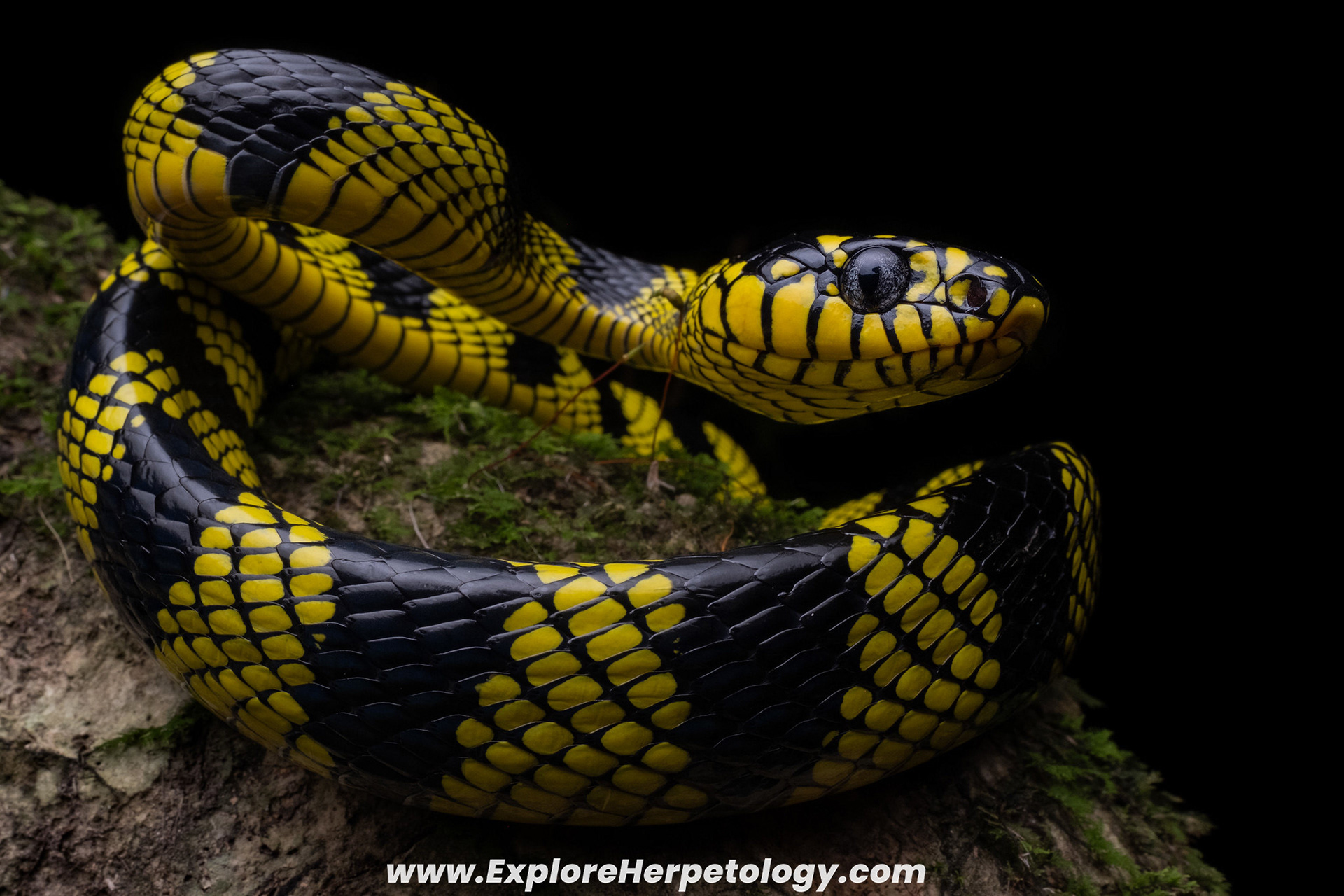 Mindanao mangrove cat snake (Boiga d. latifasciata).
