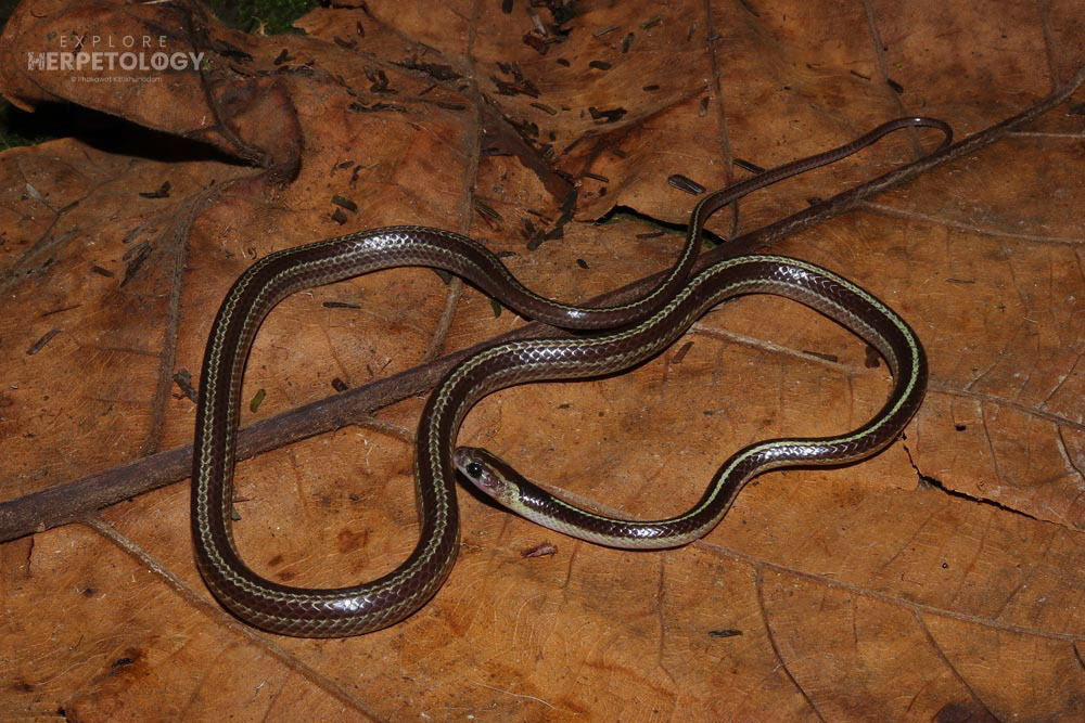 Malayan bridle snake (Lycodon subannulatus)