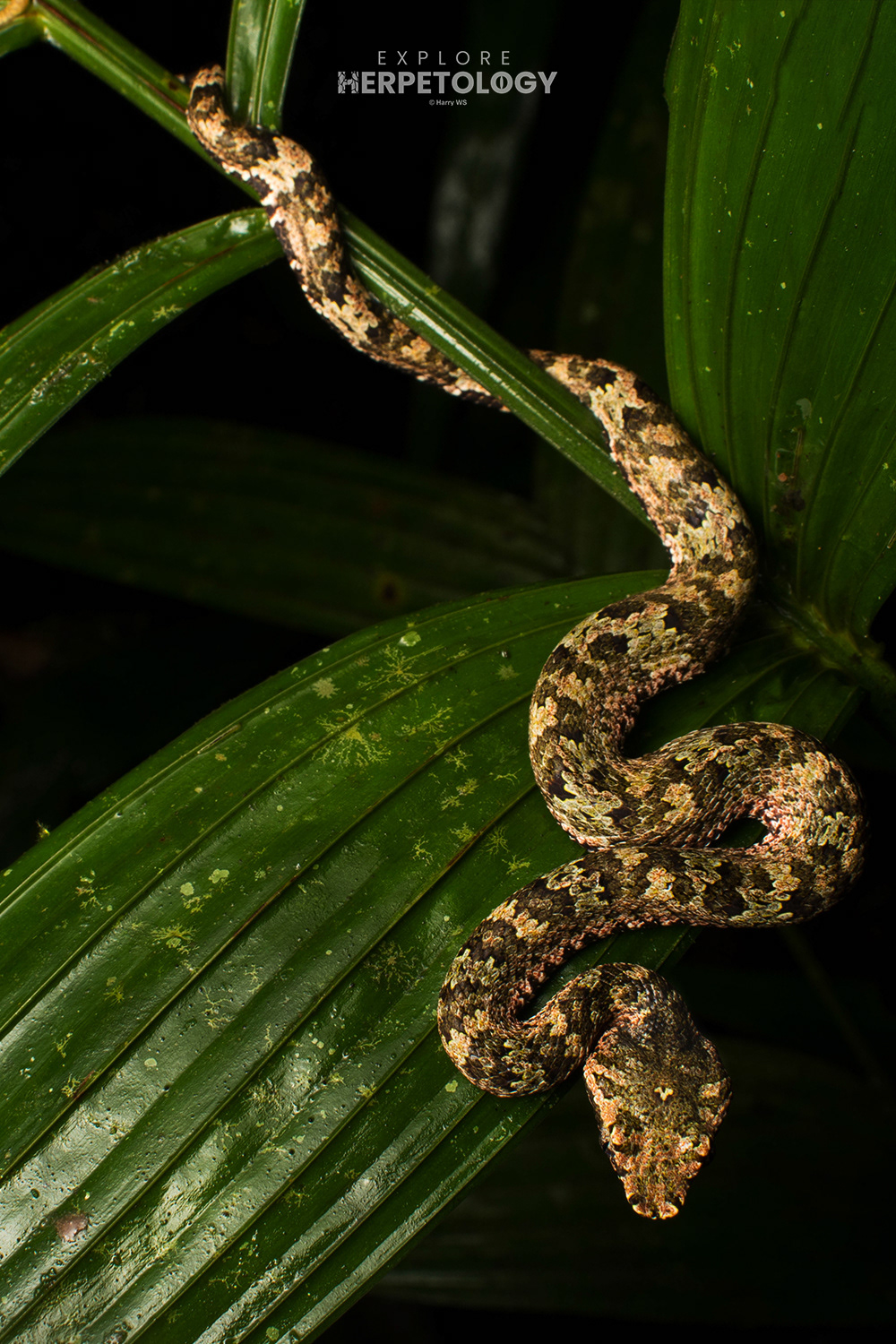 Wirot's pit-viper (Craspedocephalus wiroti) juvenile male