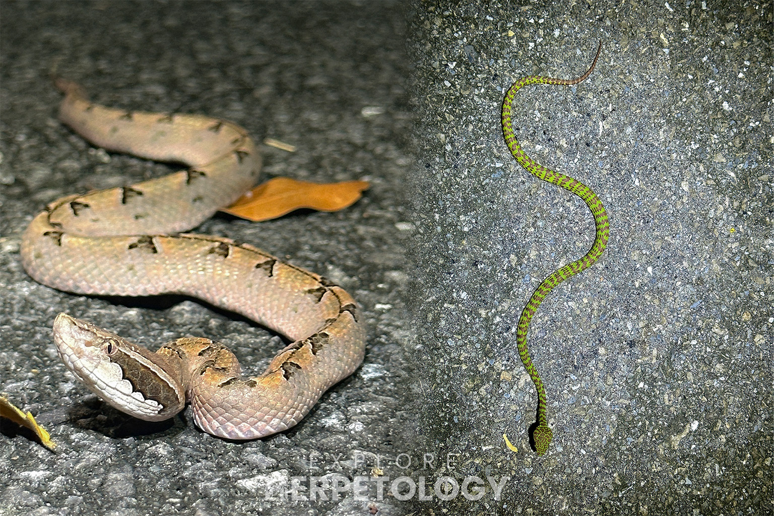 Left: MPV. Right: Trimeresurus venustus).