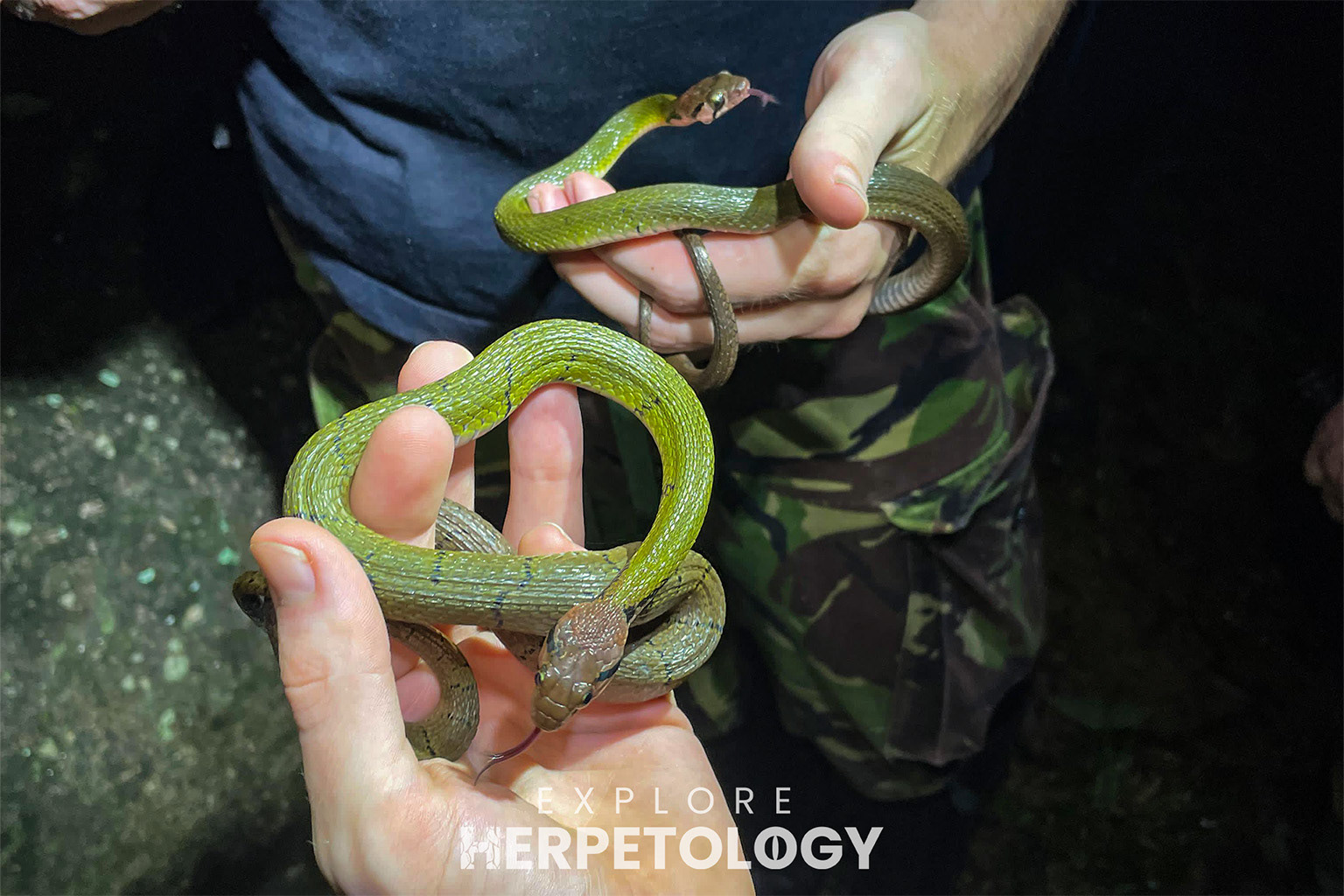 Black-barred keelback (Rhabdophis nigrocinctus)