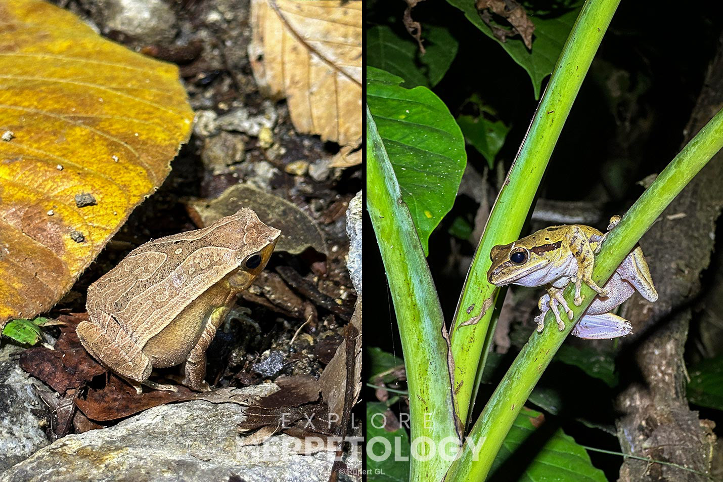 Left: Kalophrynus sinensis. Right: Polypedates leucomystax.