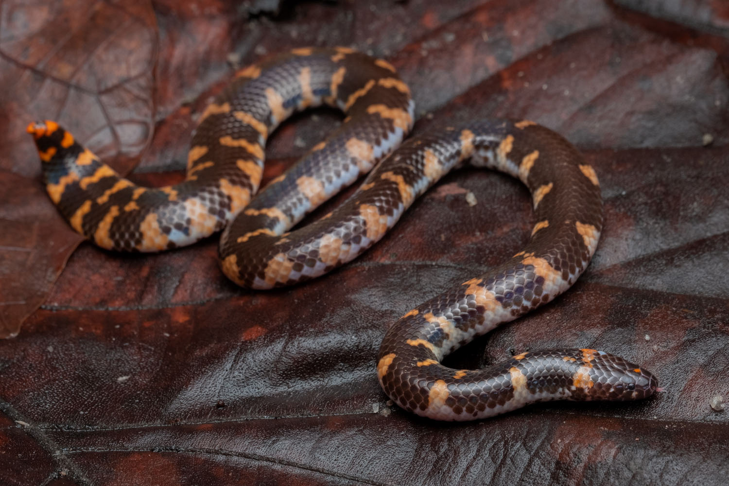 Red-tailed pipe snake (Cylindrophis ruffus)
