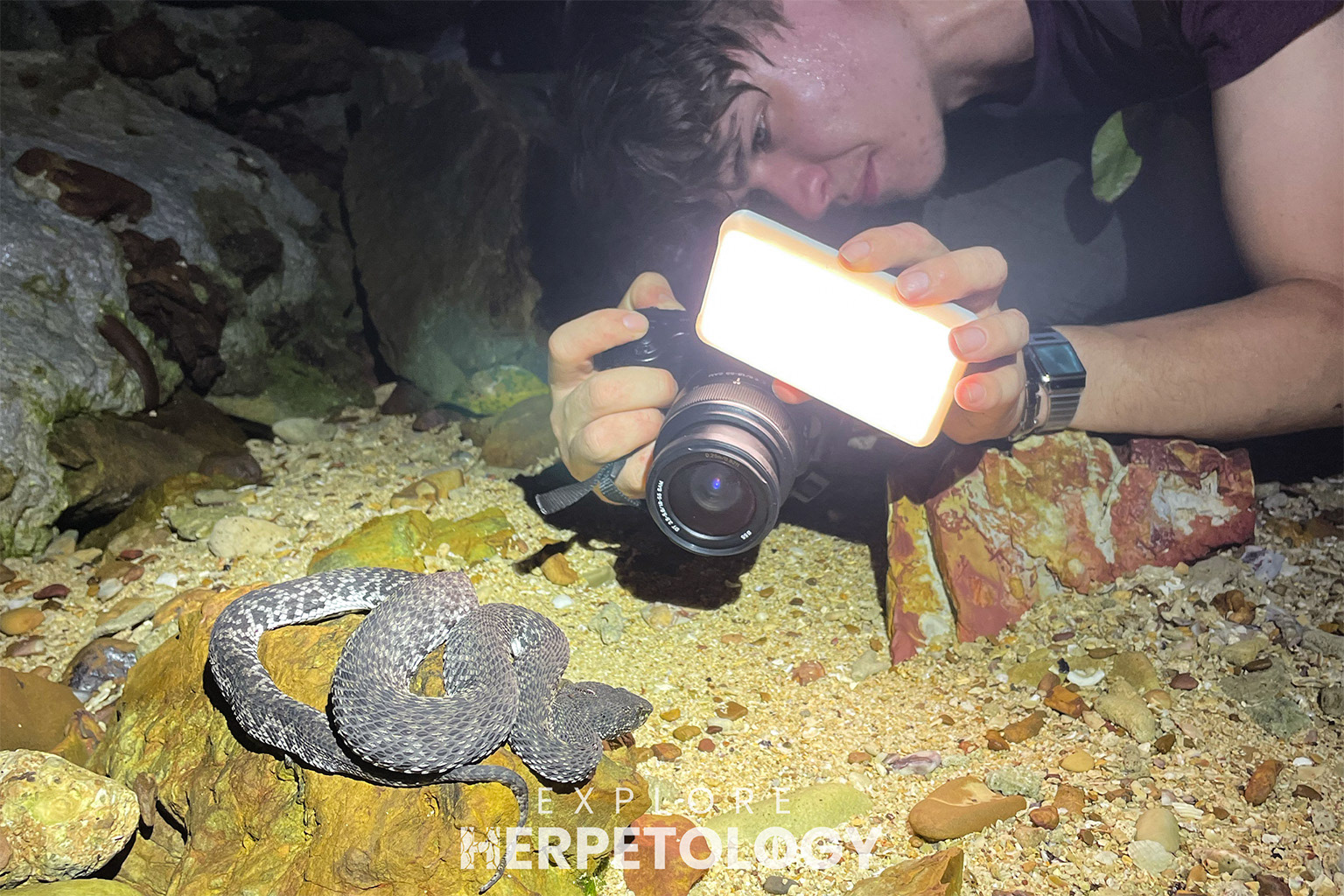 Mangrove pit viper being photographed.