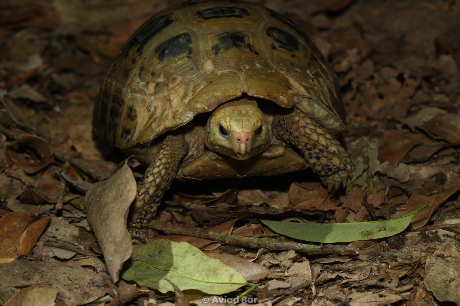 Elongated tortoise (Indotestudo elongata).