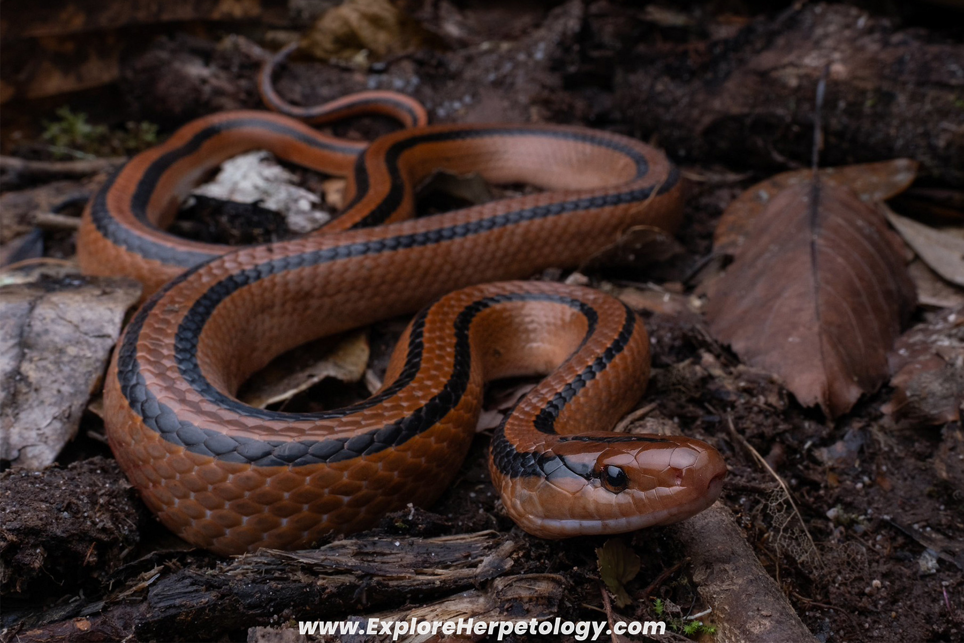 Cox's bamboo ratsnake (Oreocryptophis p. coxi).
