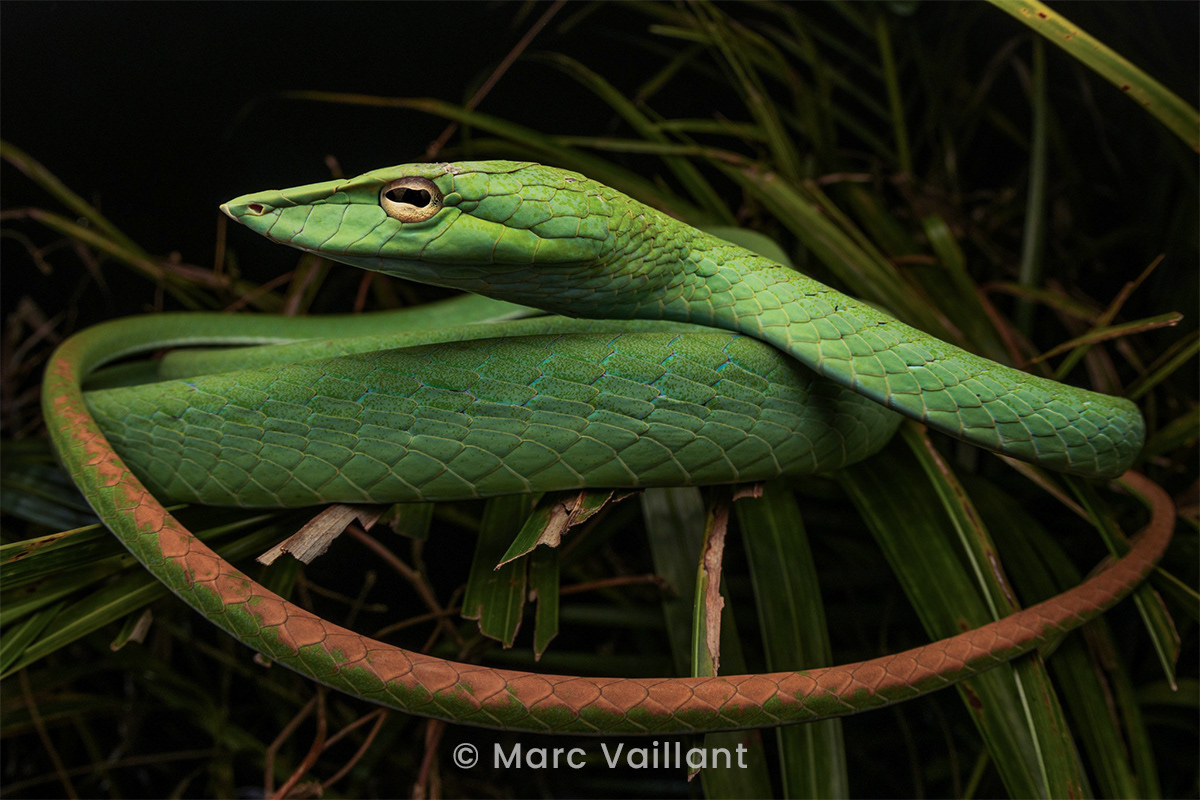Oriental vine snake (Ahaetulla prasina).