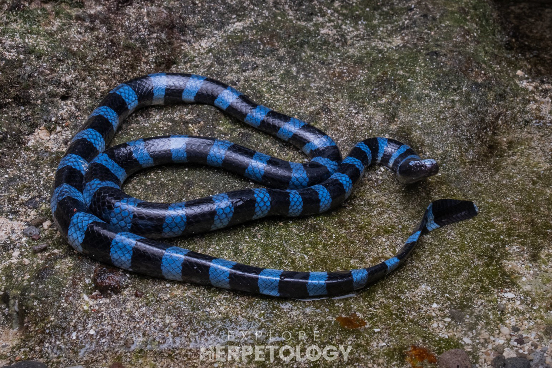 Blue-lipped sea krait (Laticauda laticaudata).