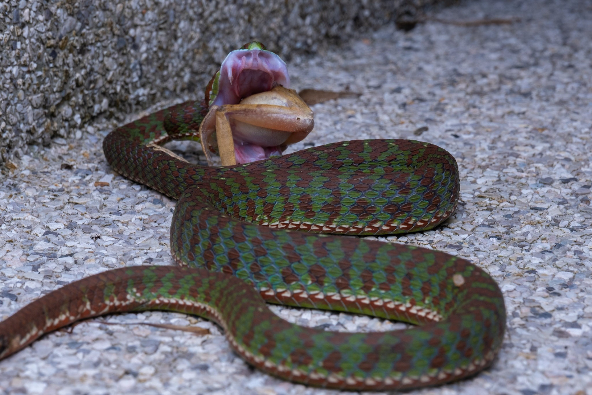 Phuket pit viper (Trimeresurus phuketensis)