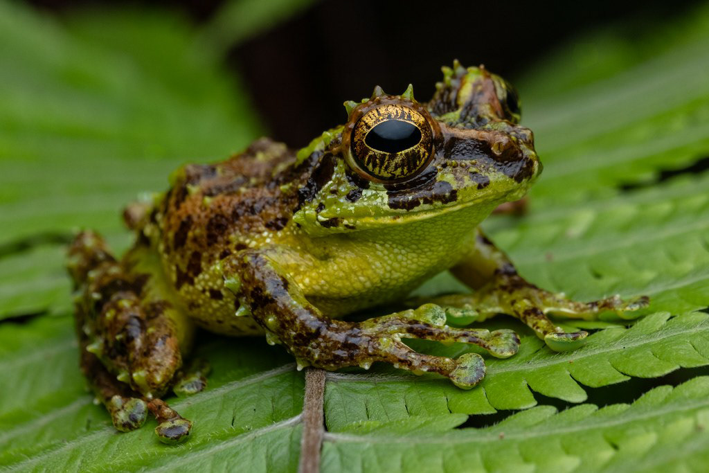 Mossy shrub frog (Philautus macroscelis)