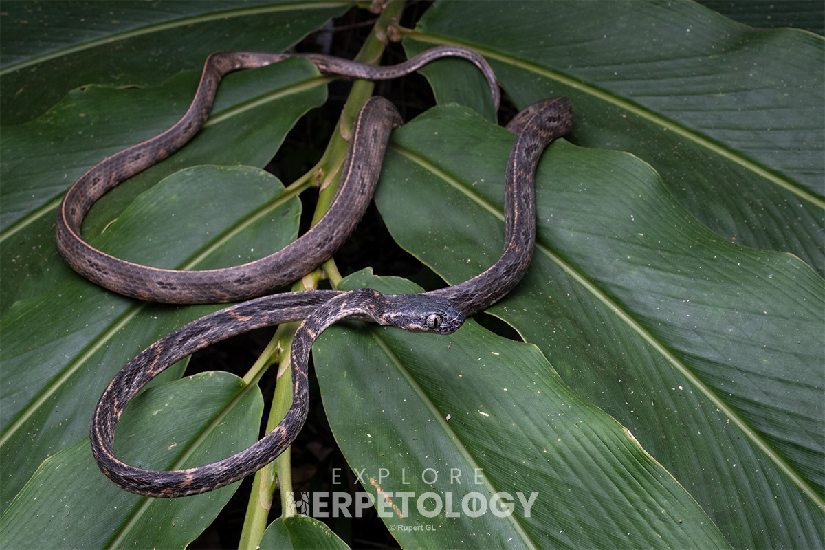 Bengkulu cat snake (Boiga bengkuluensis).
