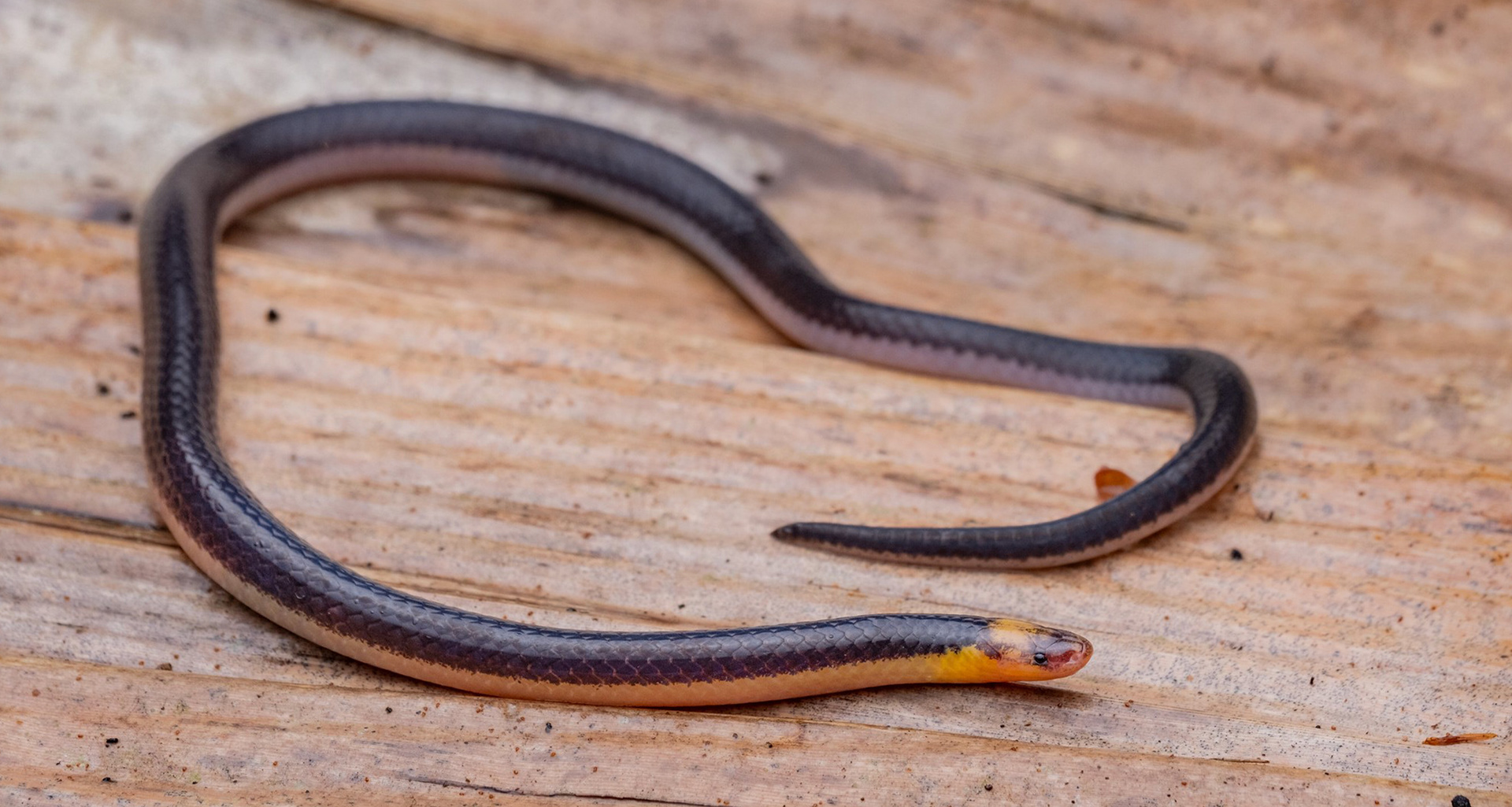 Schlegel's reed snake (Calamaria schlegeli).
