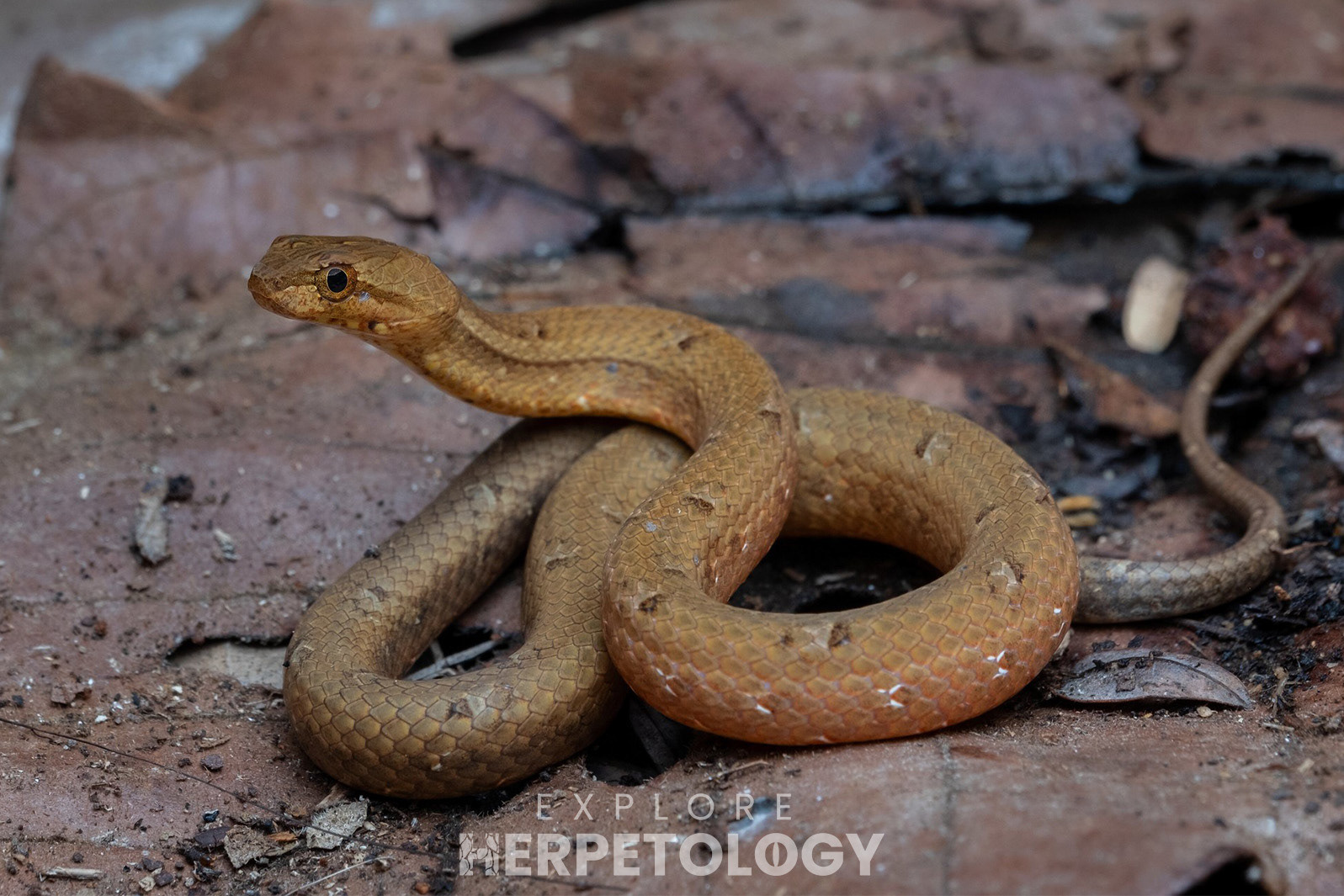 Mock viper (Psammodynastes cf. pulverulentus).