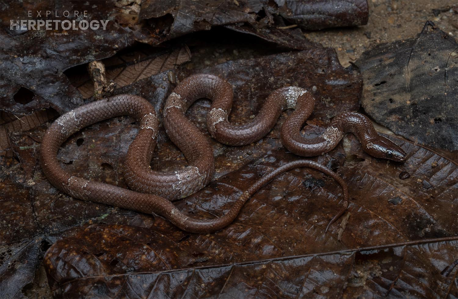 Brown wolf snake (Lycodon effraenis).