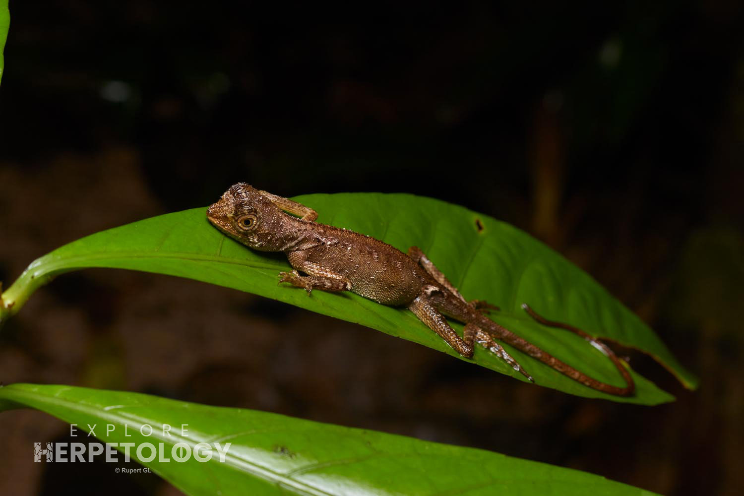 Earless agama (Aphaniotis fusca)