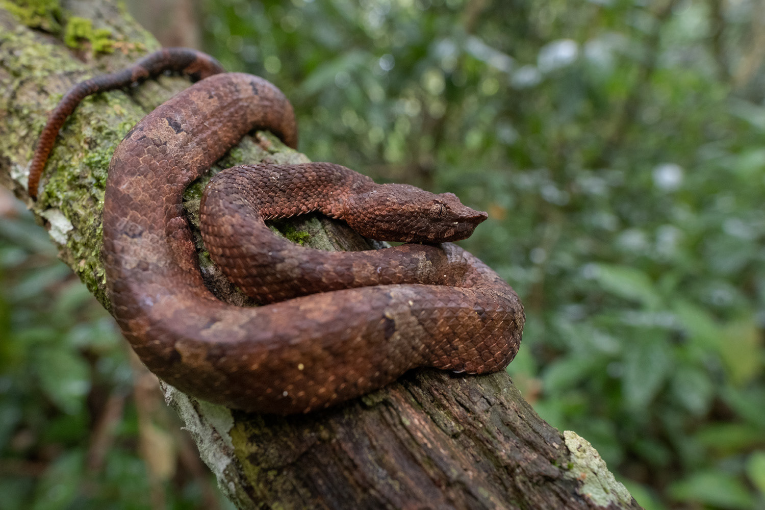 Wirot's pit viper (Craspedocephalus wiroti).