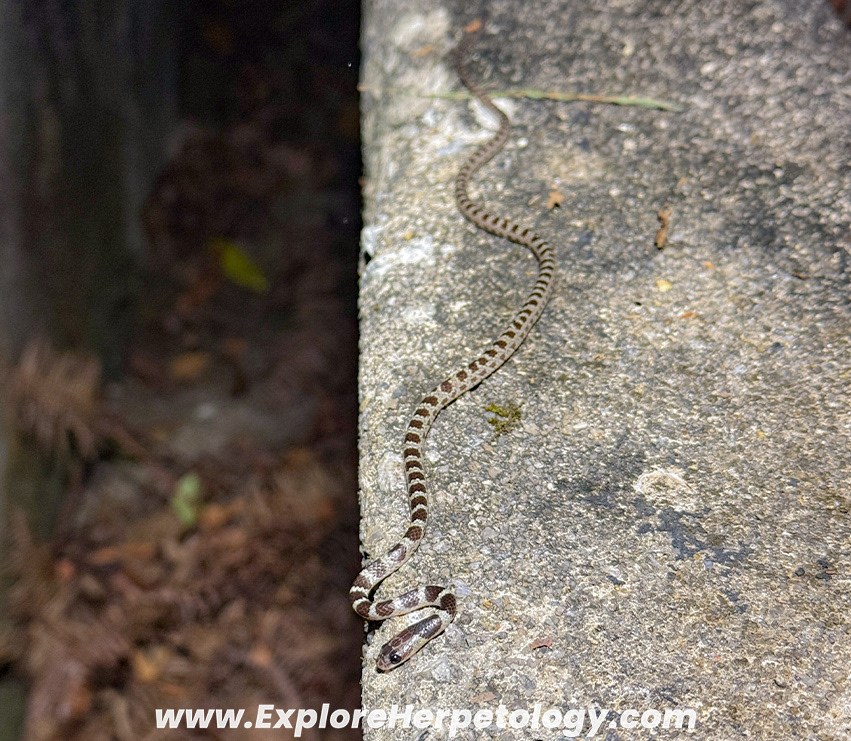 Malayan bridle snake (Dryocalamus subannulatus). 