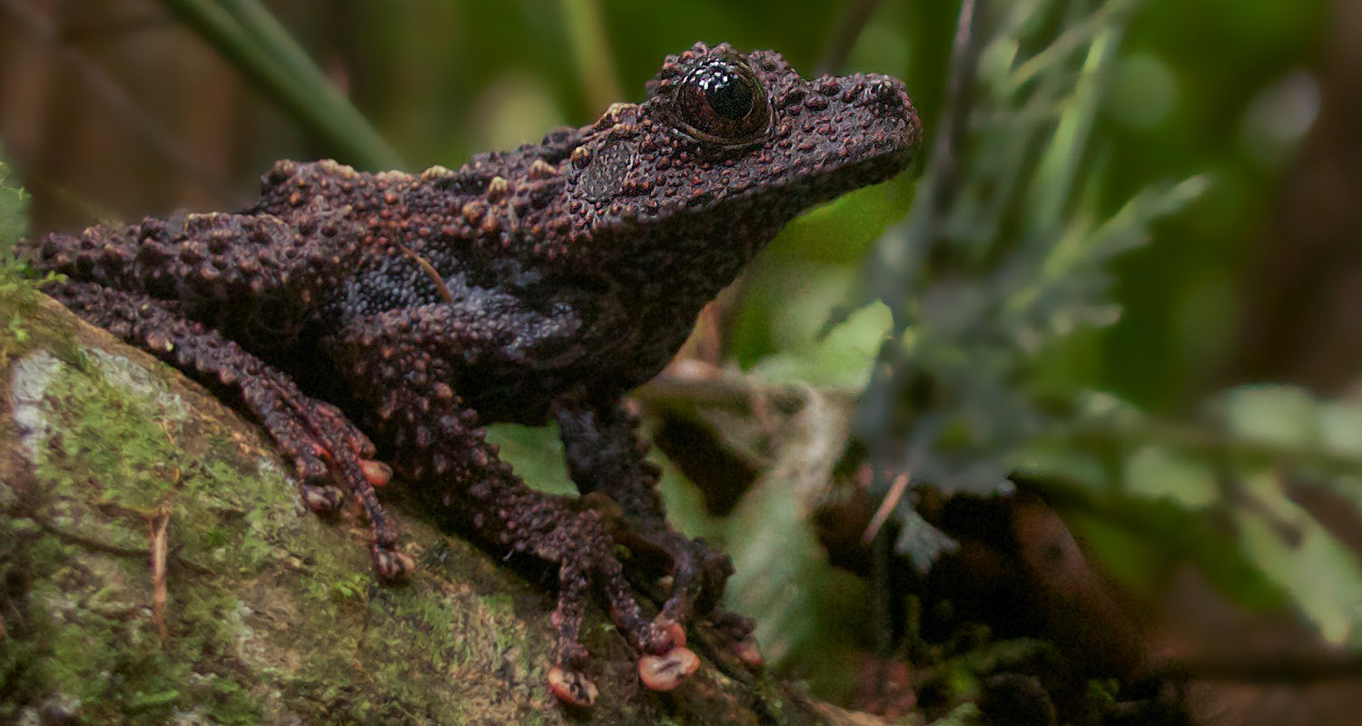 The very rare Malaysia bug-eyed frog (Theloderma leprosum).