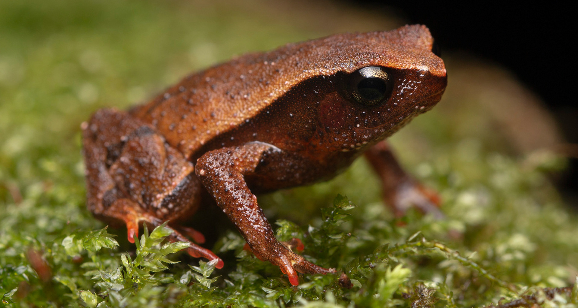 Yong's sticky frog (Kalophrynus yongi).
