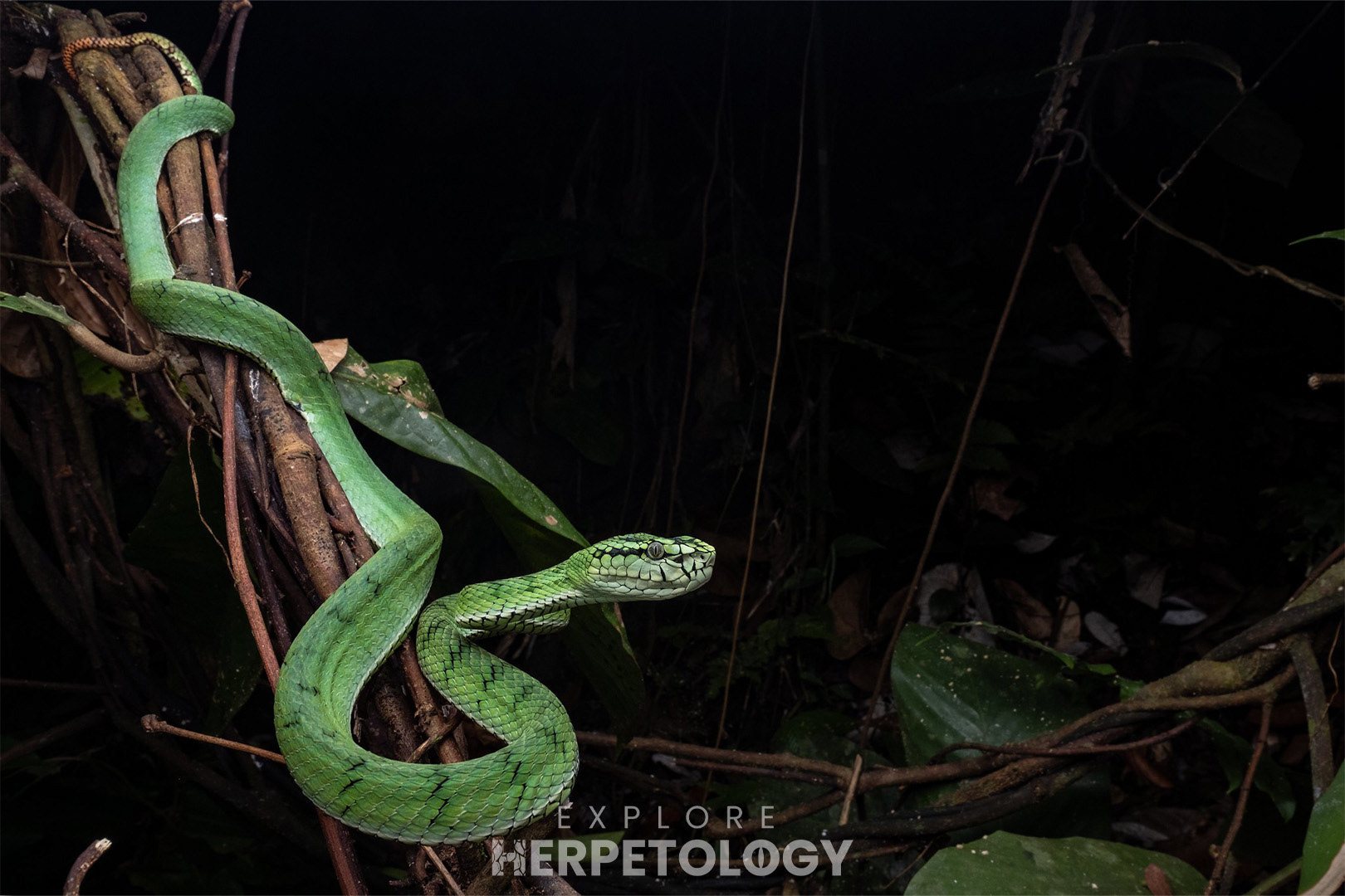 Sumatran pit viper female.