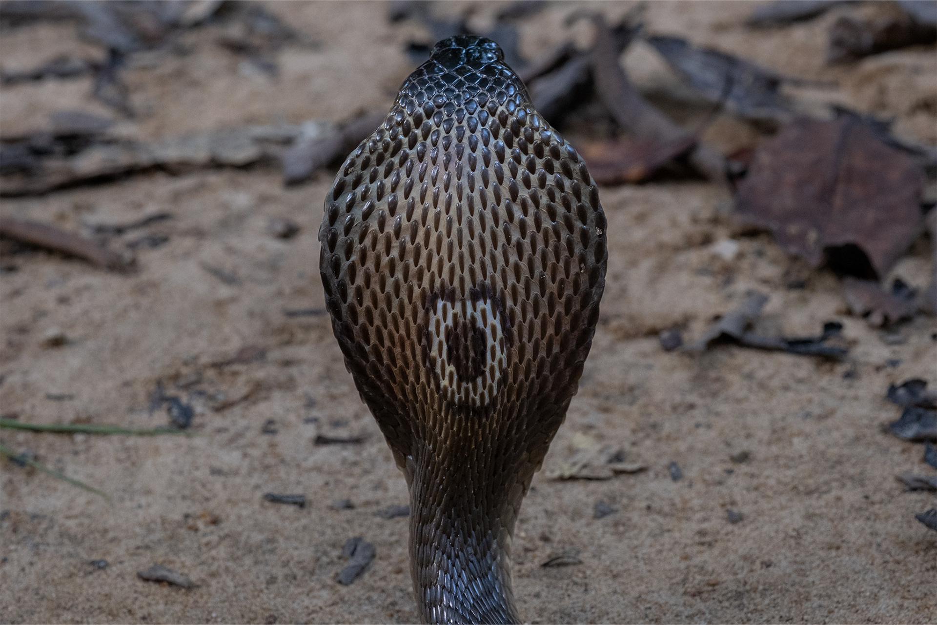 Monocled cobra (Naja kaouthia)
