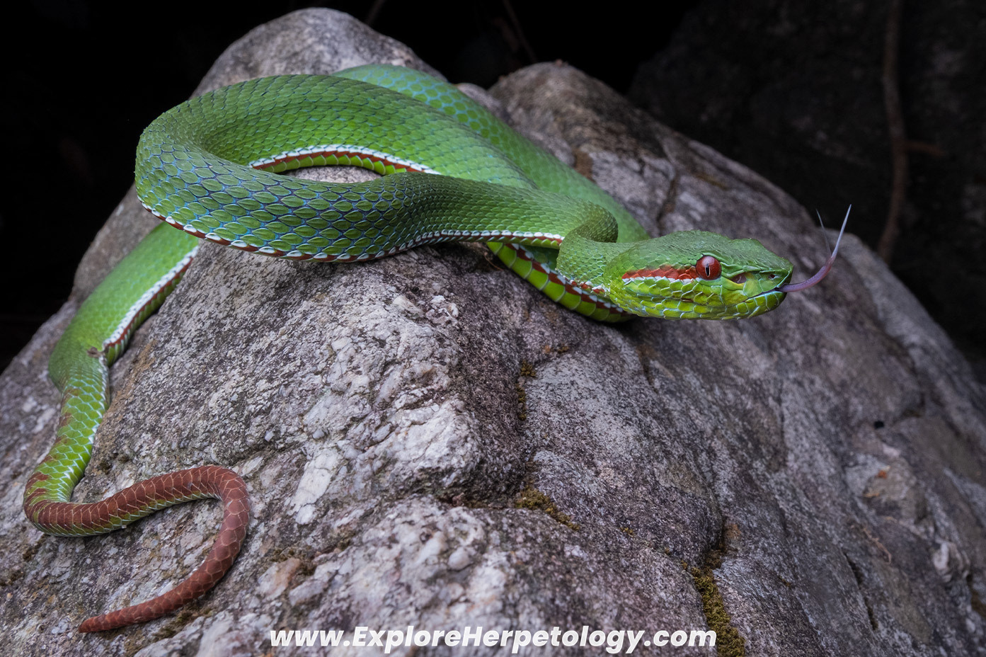 Lanna pit viper (Trimeresurus lanna).