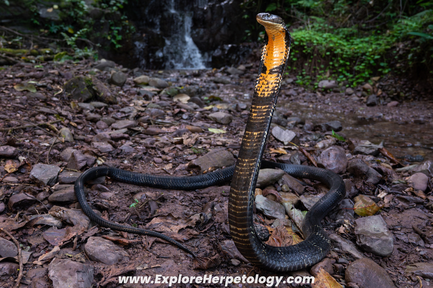 Northern king cobra (Ophiophagus hannah).