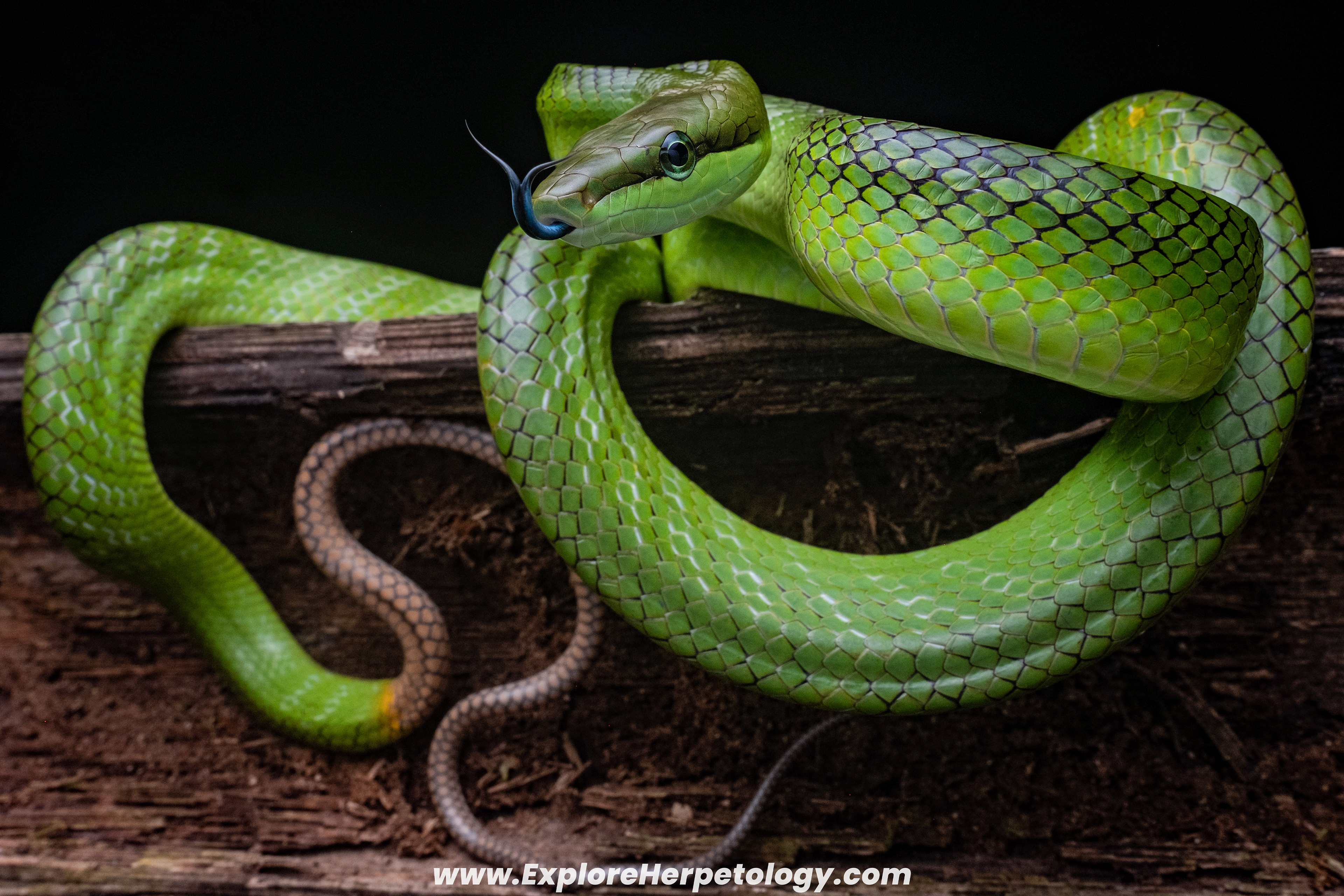 Red-tailed ratsnake (Gonyosoma oxycephalum).