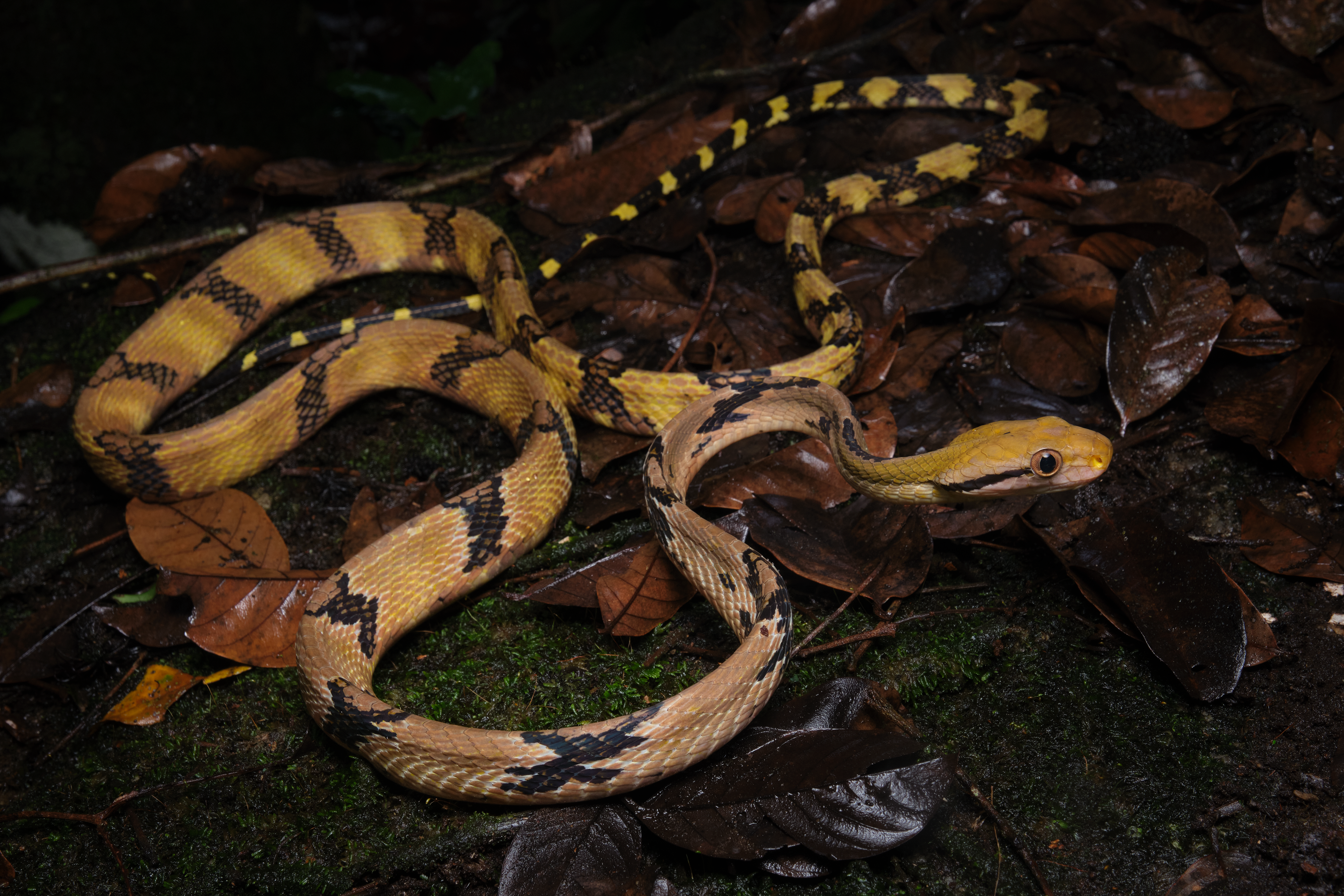 Dog-toothed cat snake (Boiga cynodon)