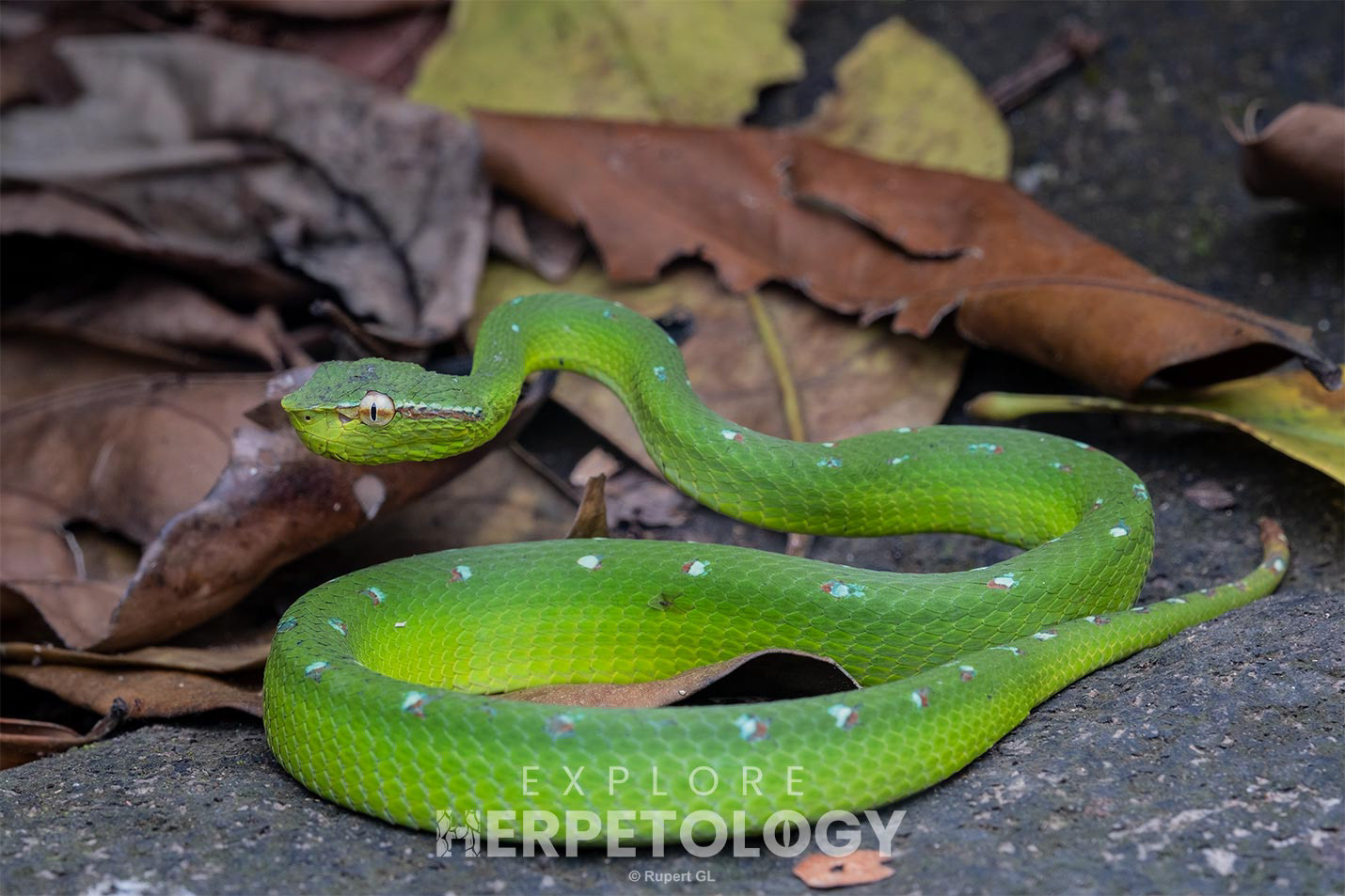 Male Sulu clade Tropidolaemus cf. subannulatus
