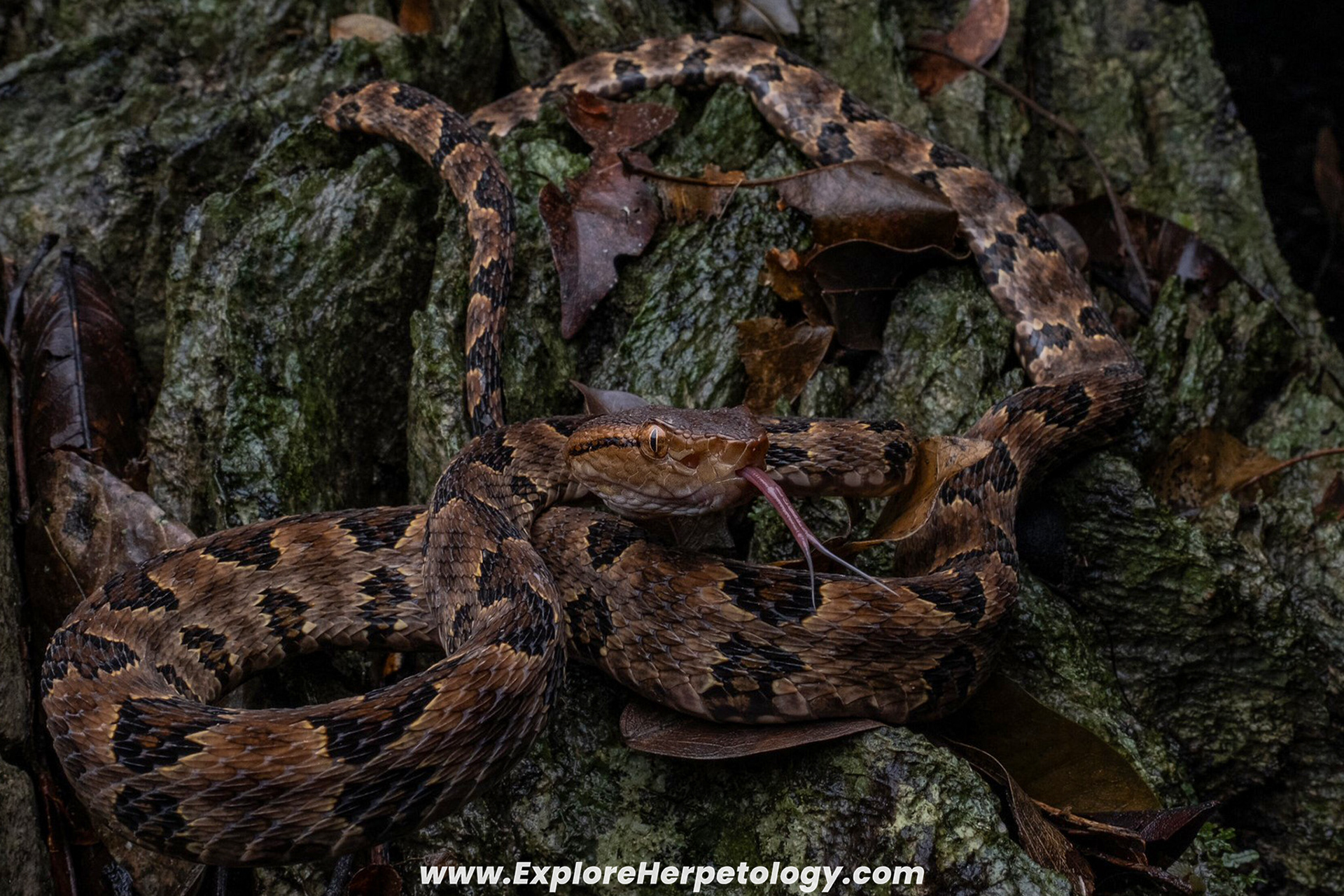 Brown-spotted lance-headed pit viper (Protobothrops mucrosquamatus).