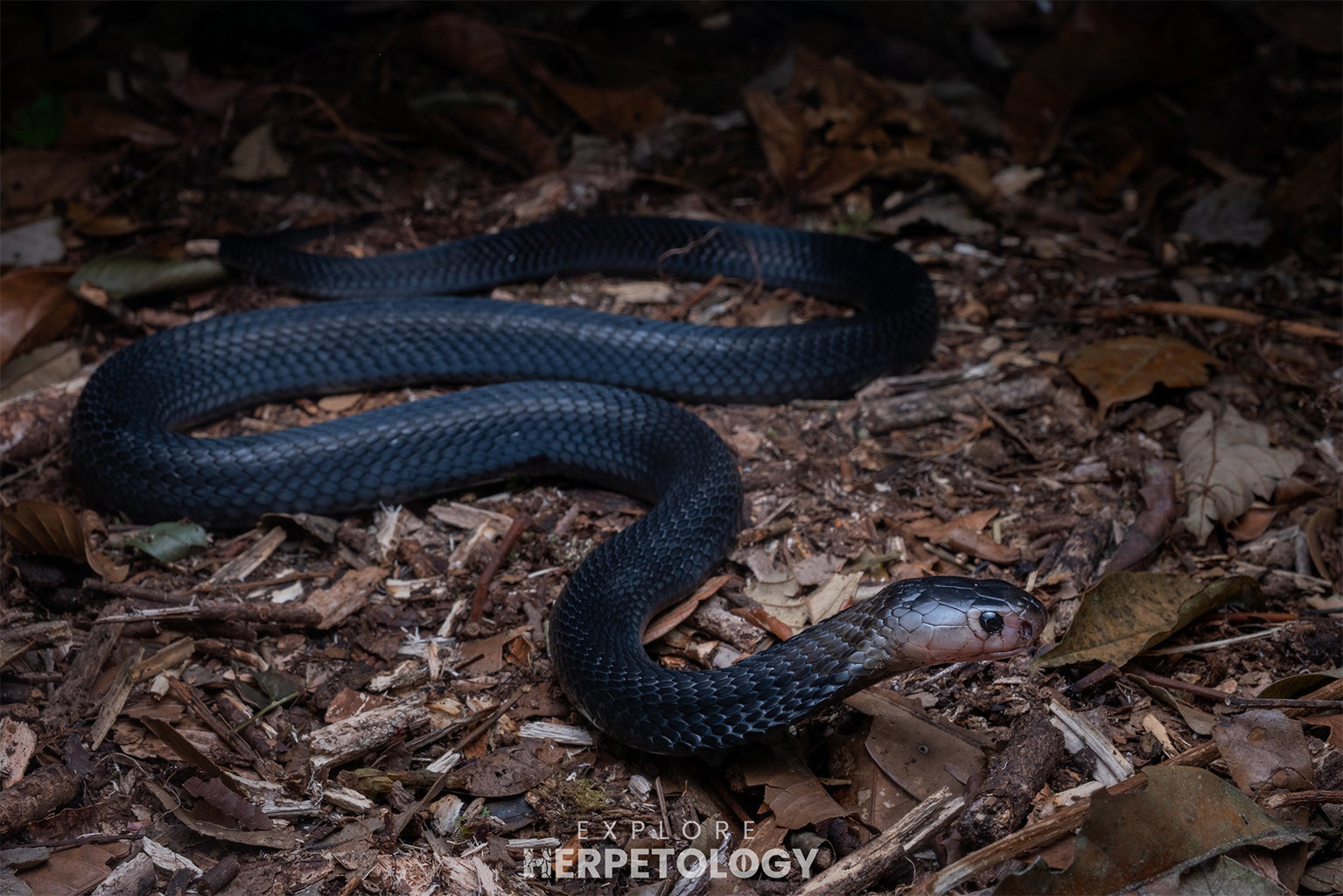 Sumatran cobra (Naja sumatrana)