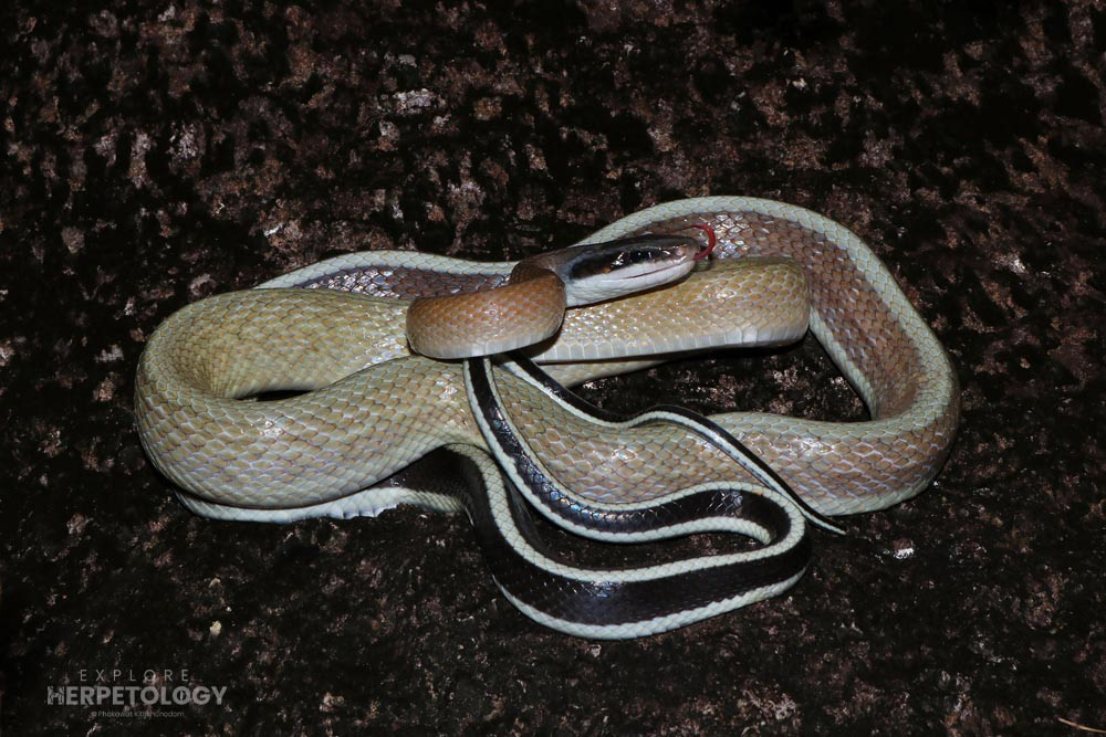 Ridley’s cave racer (Elaphe taeniura)
