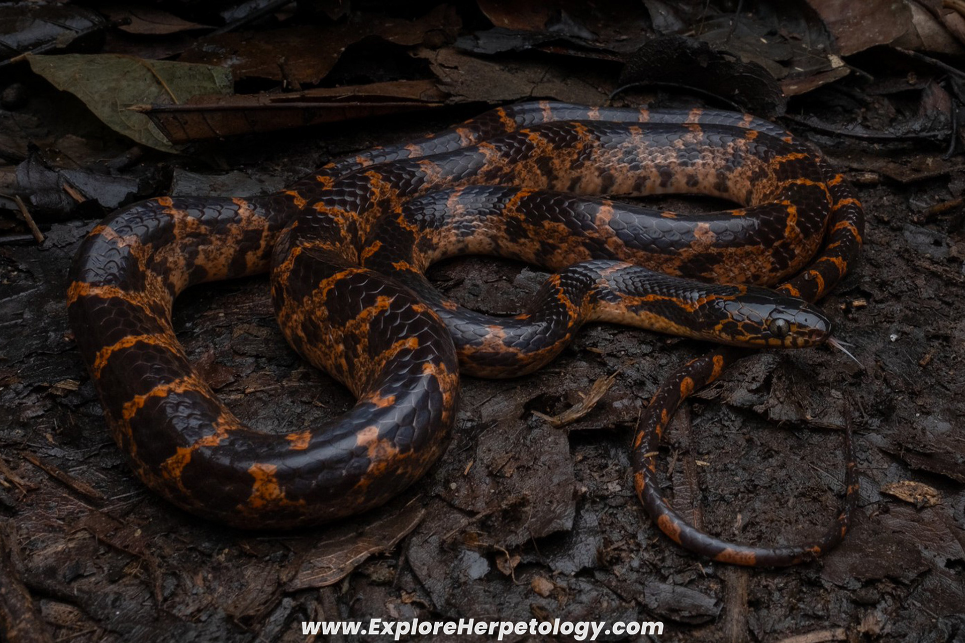 Duy Tan wolf snake (Lycodon duytan).