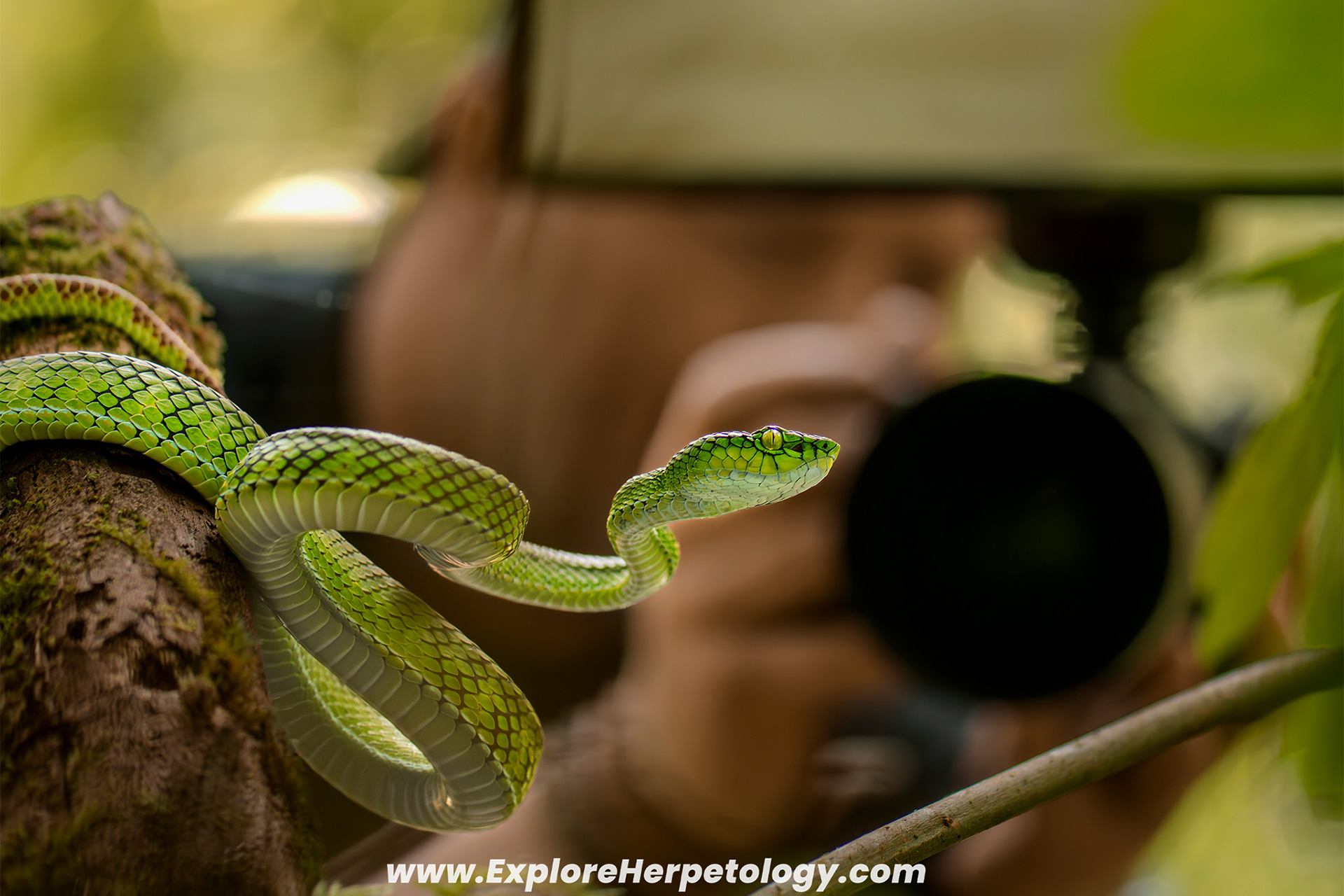 Gunalen's pit viper (Trimeresurus gunaleni).