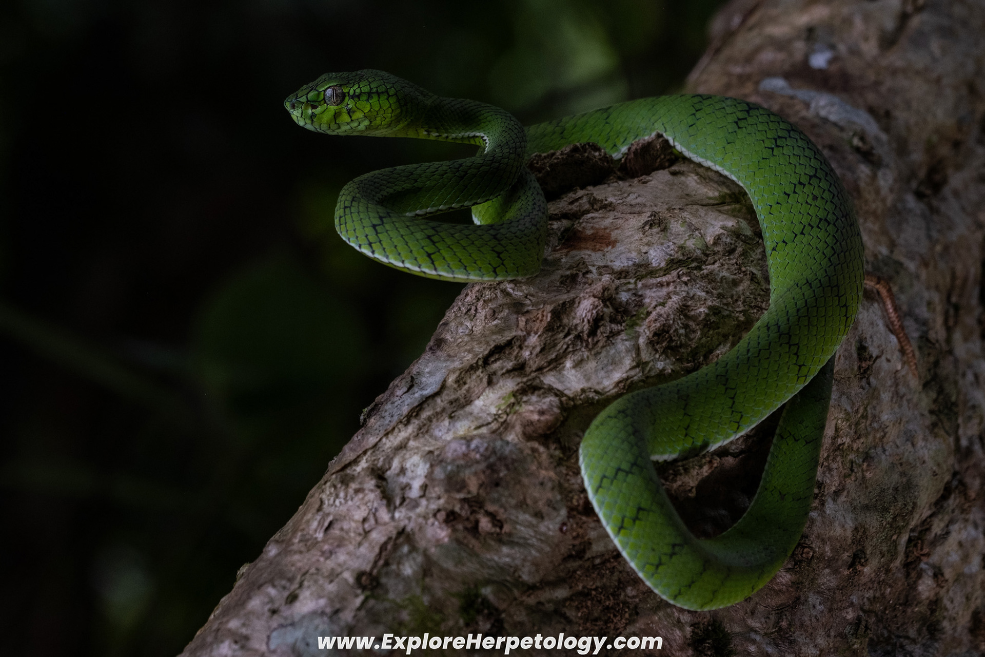 Sumatran pit viper (Trimeresurus sumatranus).