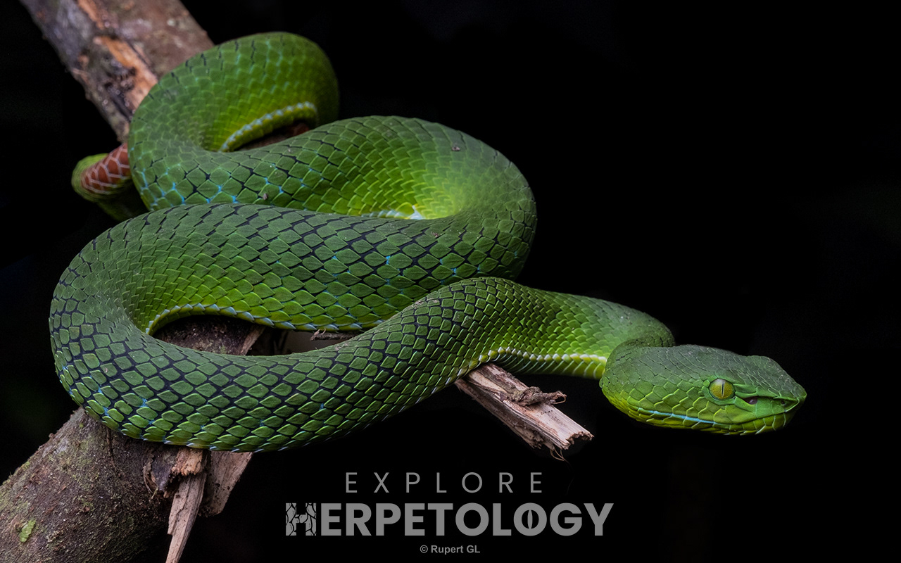 Cameron Highlands pit viper (Trimeresurus nebularis)