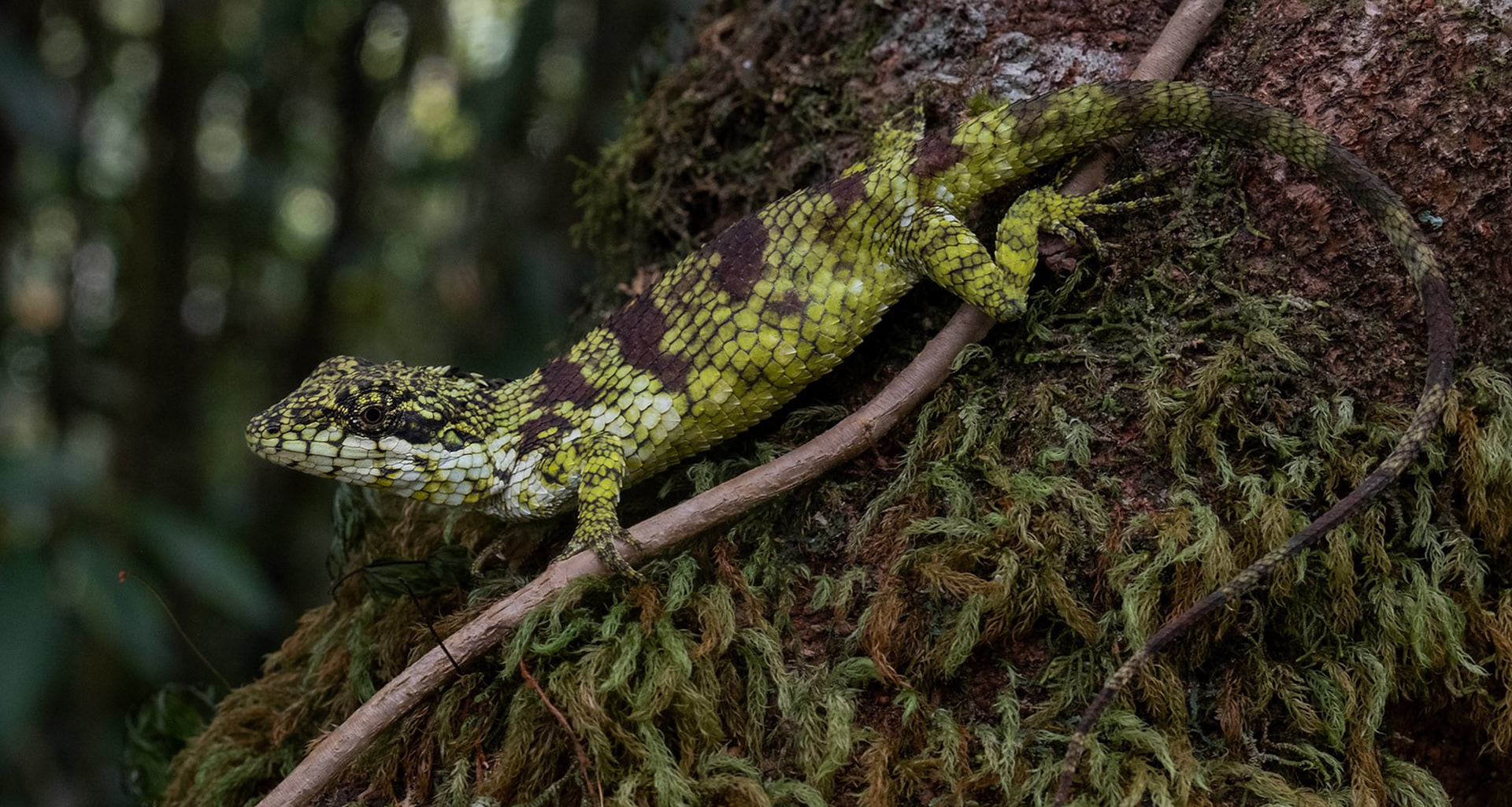 Yellow-throated false bloodsucker (Pseudocalotes flavigula).