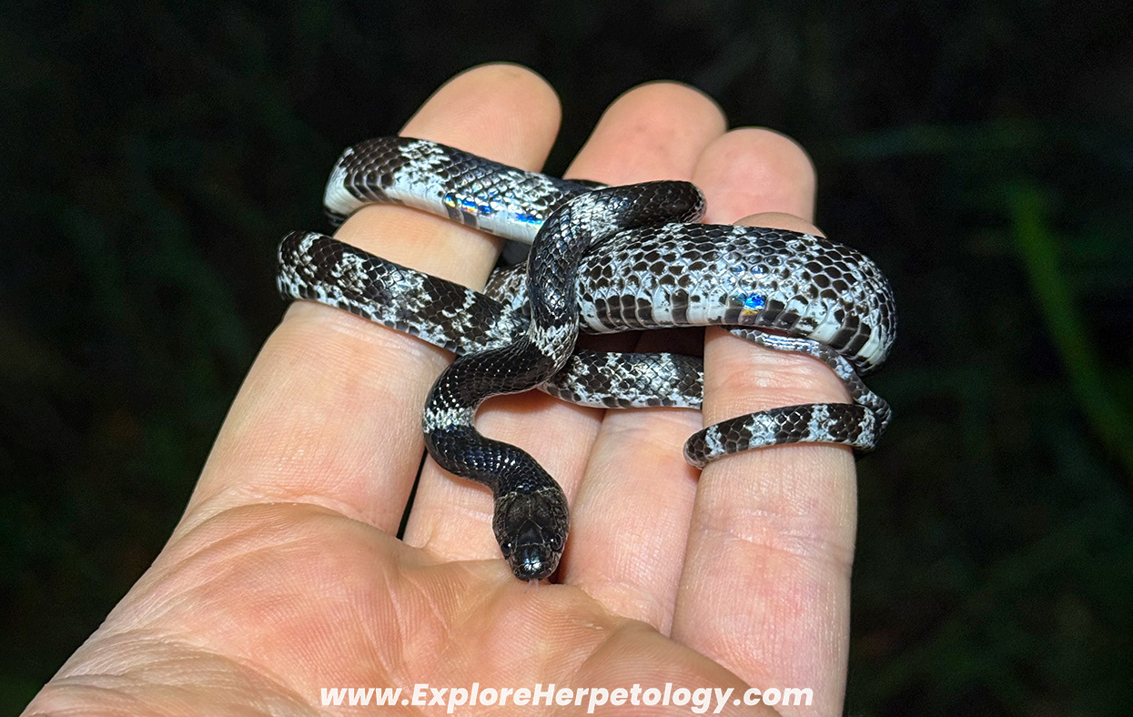 Butler's mountain wolf snake (Lycodon butleri).