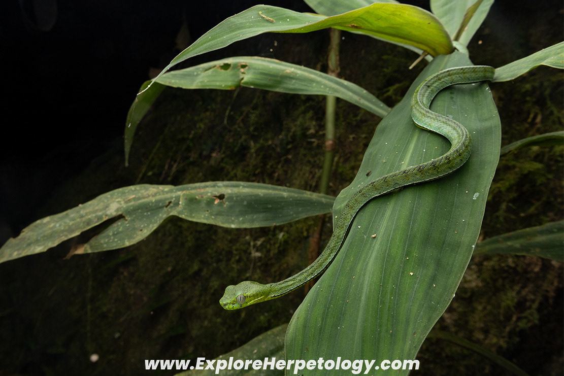Sumatran pit viper (Trimeresurus sumatranus).