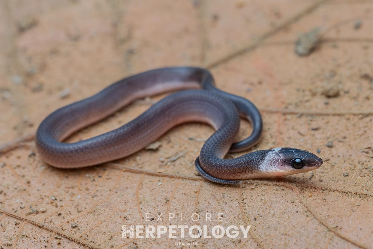 Philippine shrub snake (Oxyrabdion modestum)